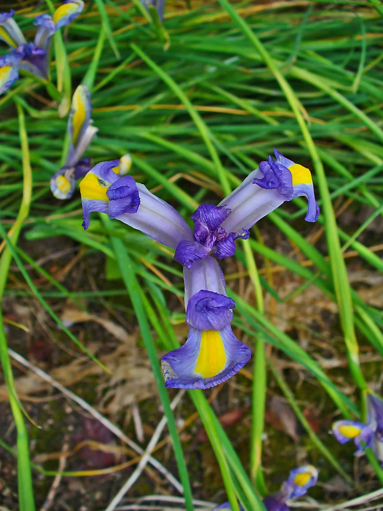 Spanish Iris (Iris Xiphium) — thus it fits well in xeriscaping designs or low-water regions; one should note that Iris xiphium prefers full sun to, image 80