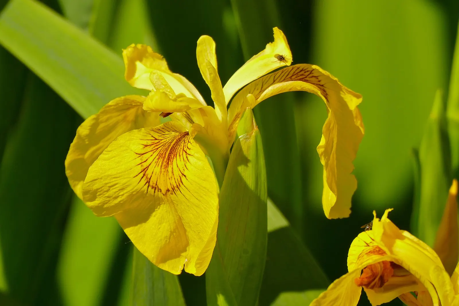 Spanish Iris (Iris Xiphium) — multi-colored and purple flowers in the garden; these blossoms come in a vibrant palette of colors, image 88