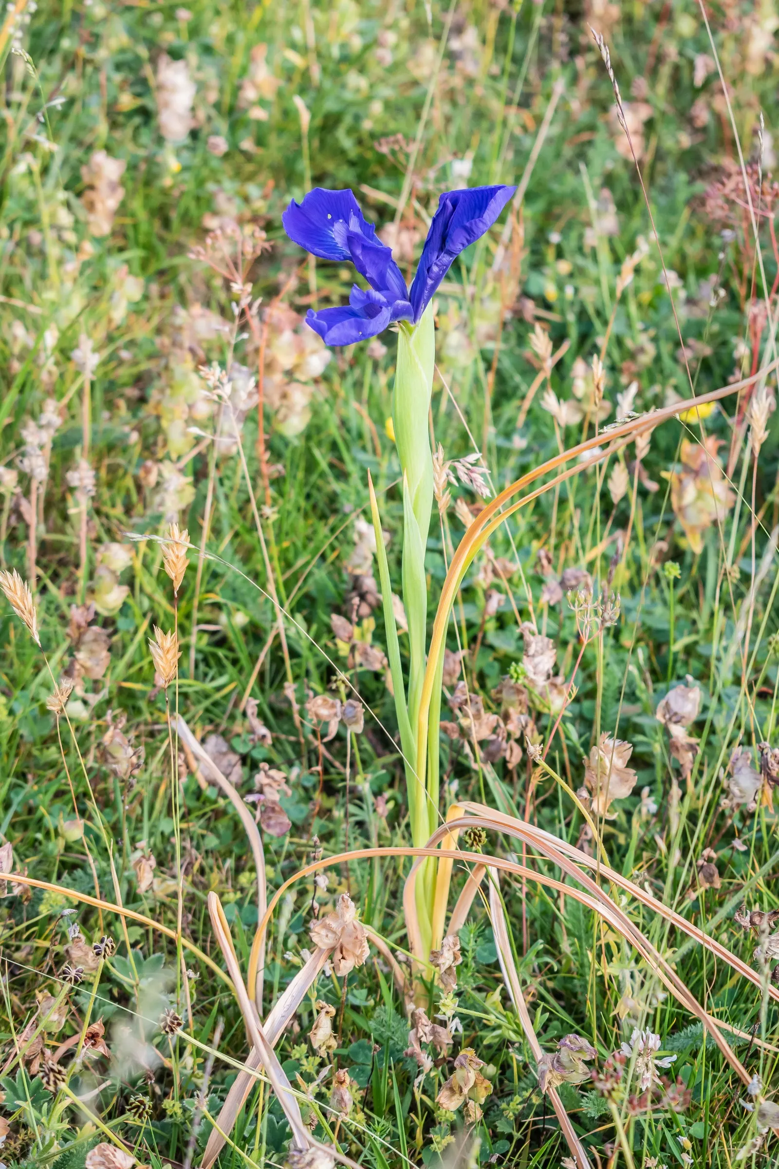 Spanish Iris (Iris Xiphium) — botanically known as Iris xiphium