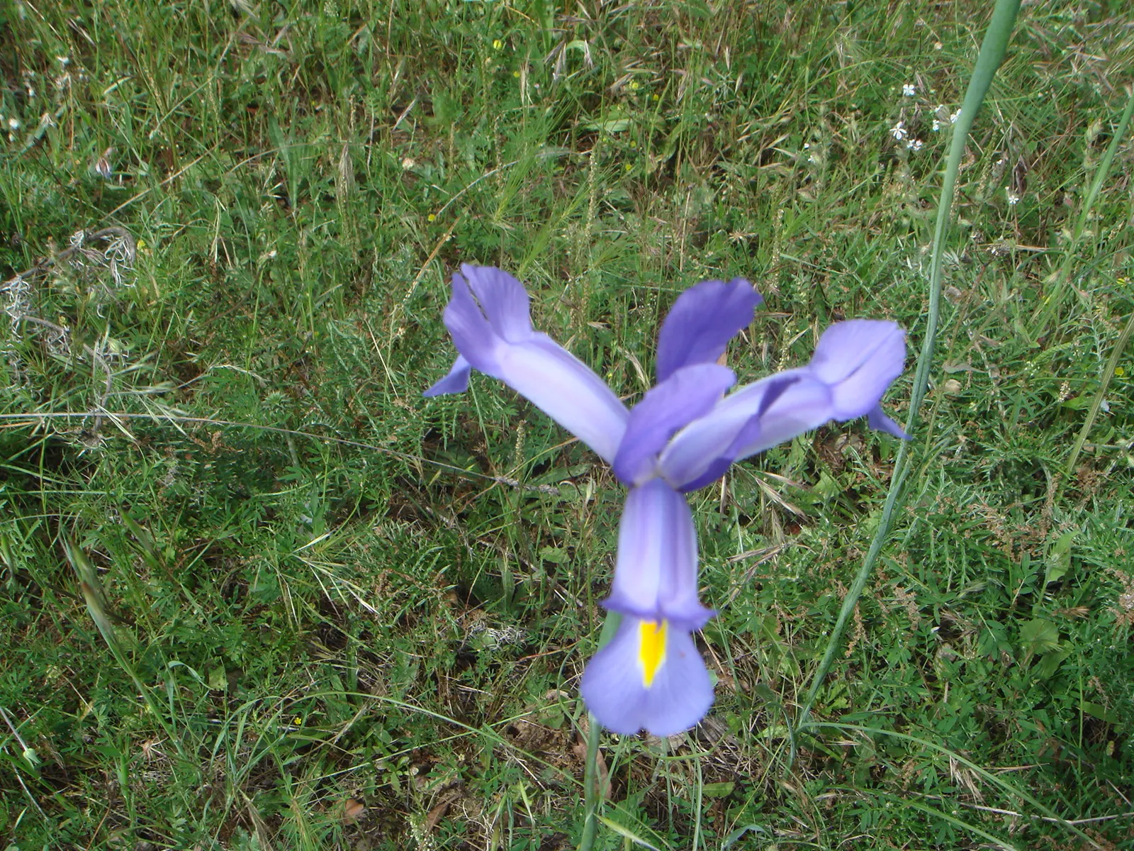 Spanish Iris (Iris Xiphium) — They also work beautifully when interspersed with late-spring bulbs or perennial companions