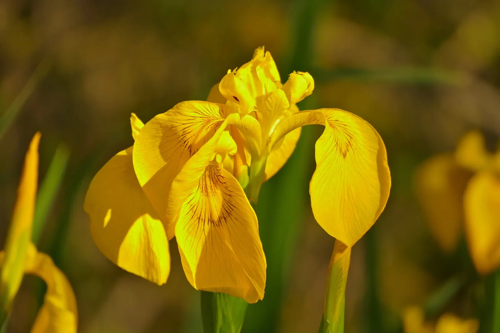 Spanish Iris (Iris Xiphium) — perennial for full or half