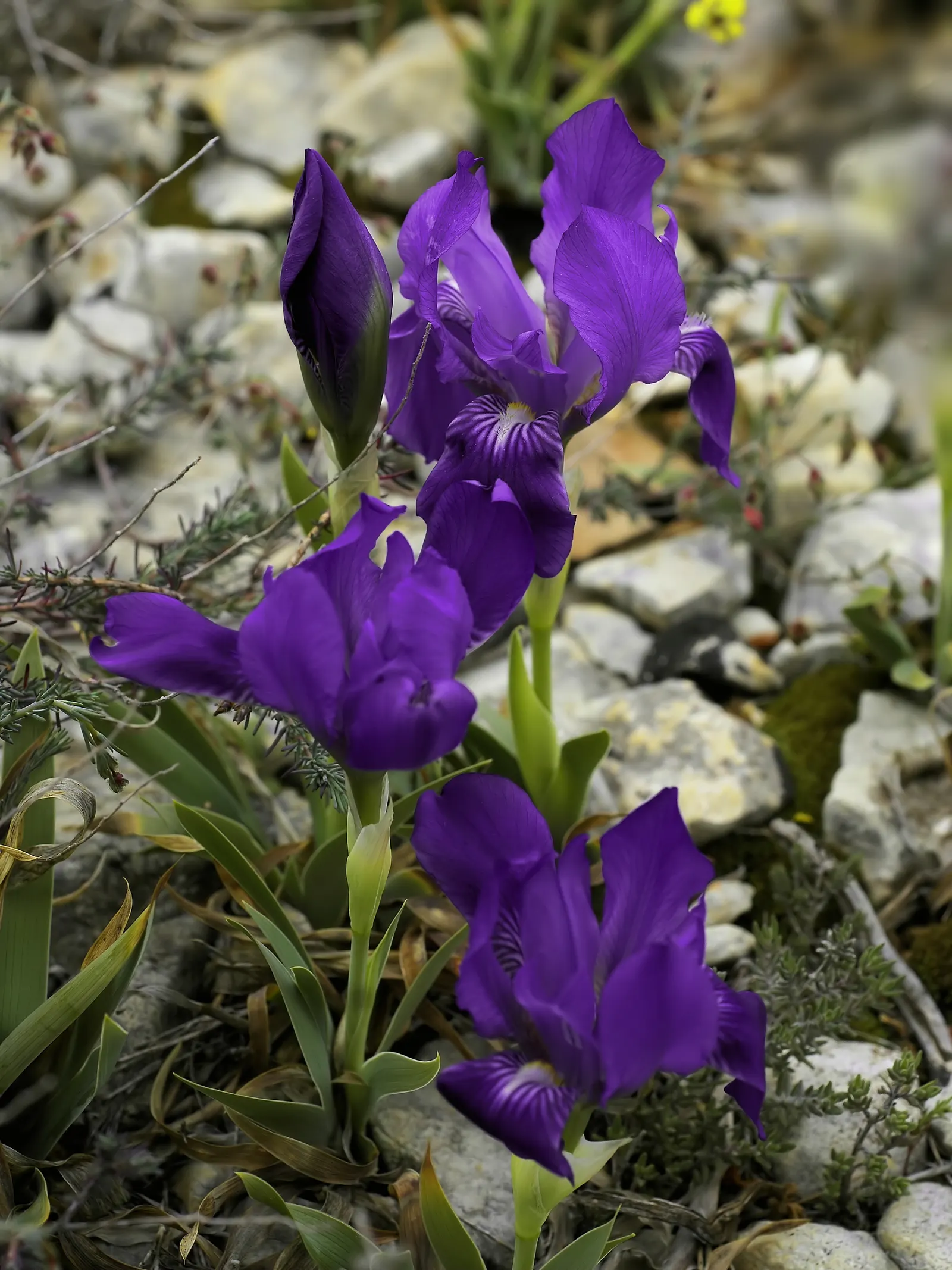Spanish Iris (Iris Xiphium) — foliage should be left to die back naturally; often with intricate veining or markings