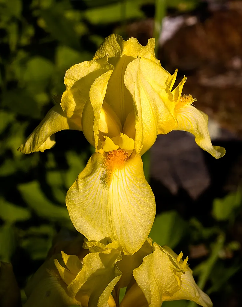 Spanish Iris (Iris Xiphium) — the Spanish Iris showcases elegant; including various shades of blue, image 71