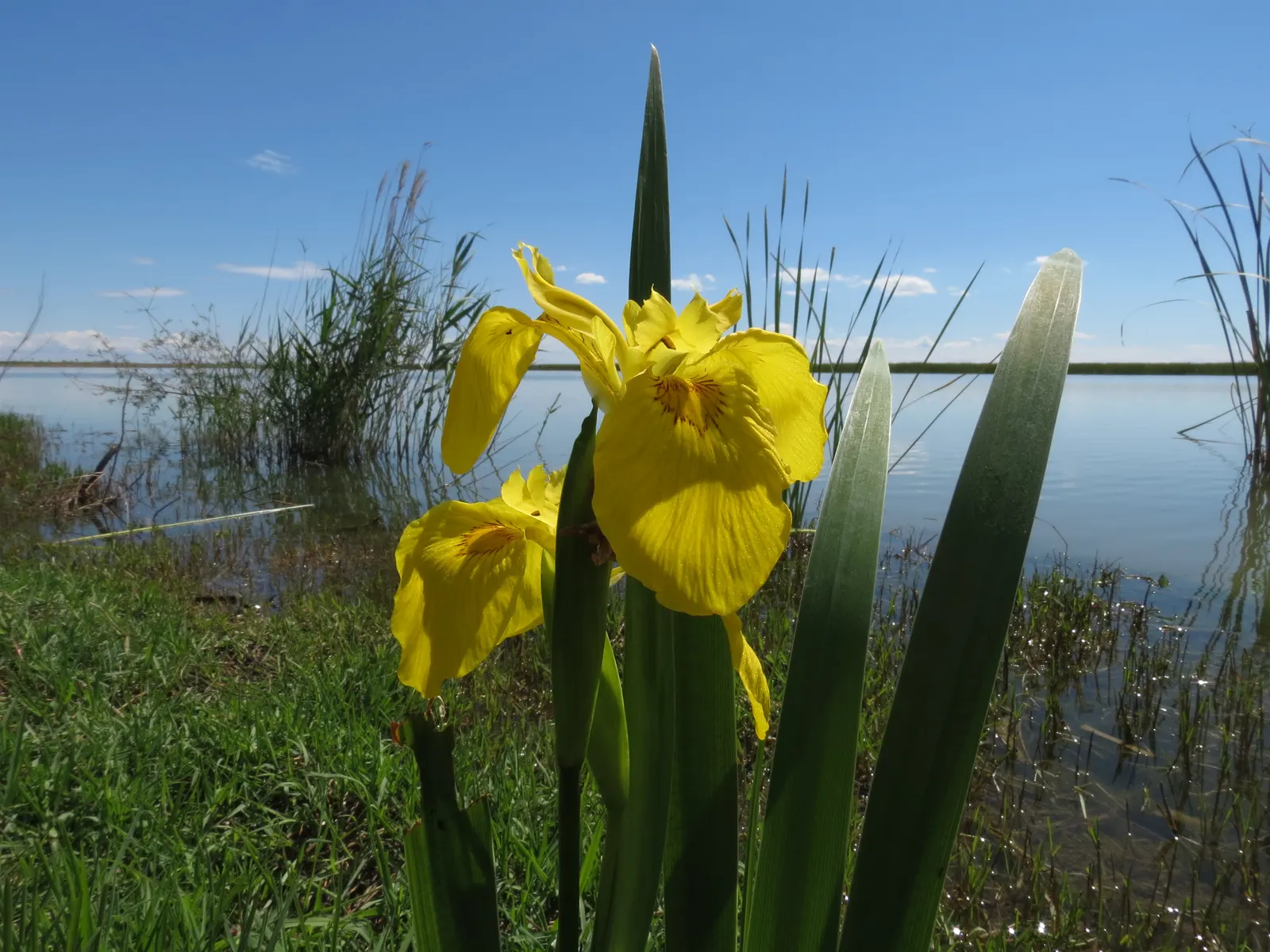 Spanish Iris (Iris Xiphium) — delighting clients with its seasonal beauty