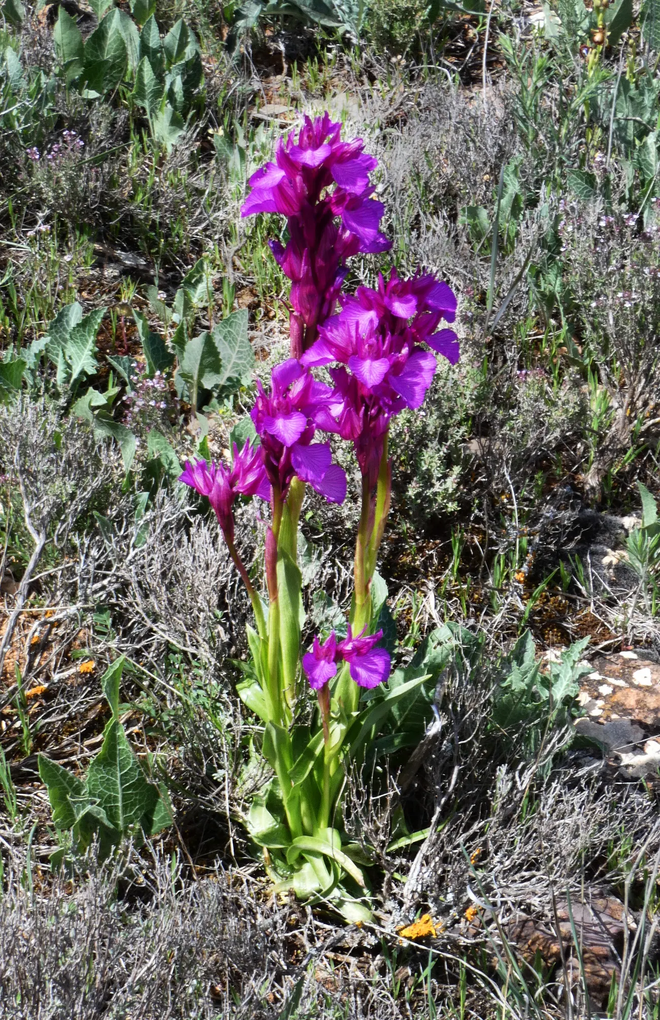 Spanish Iris (Iris Xiphium) — showy flowers that can span approximately 2 to 3 inches across