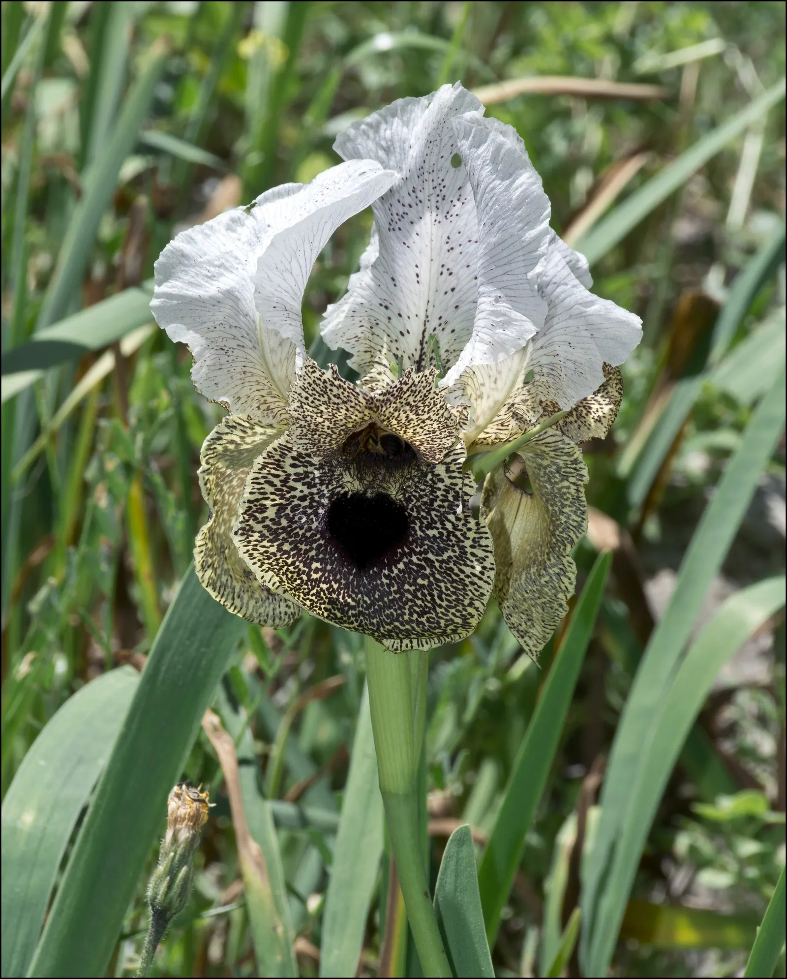 Spanish Iris (Iris Xiphium) — Implementing the Spanish Iris can provide a low-maintenance yet visually striking element to garden designs; perennial with