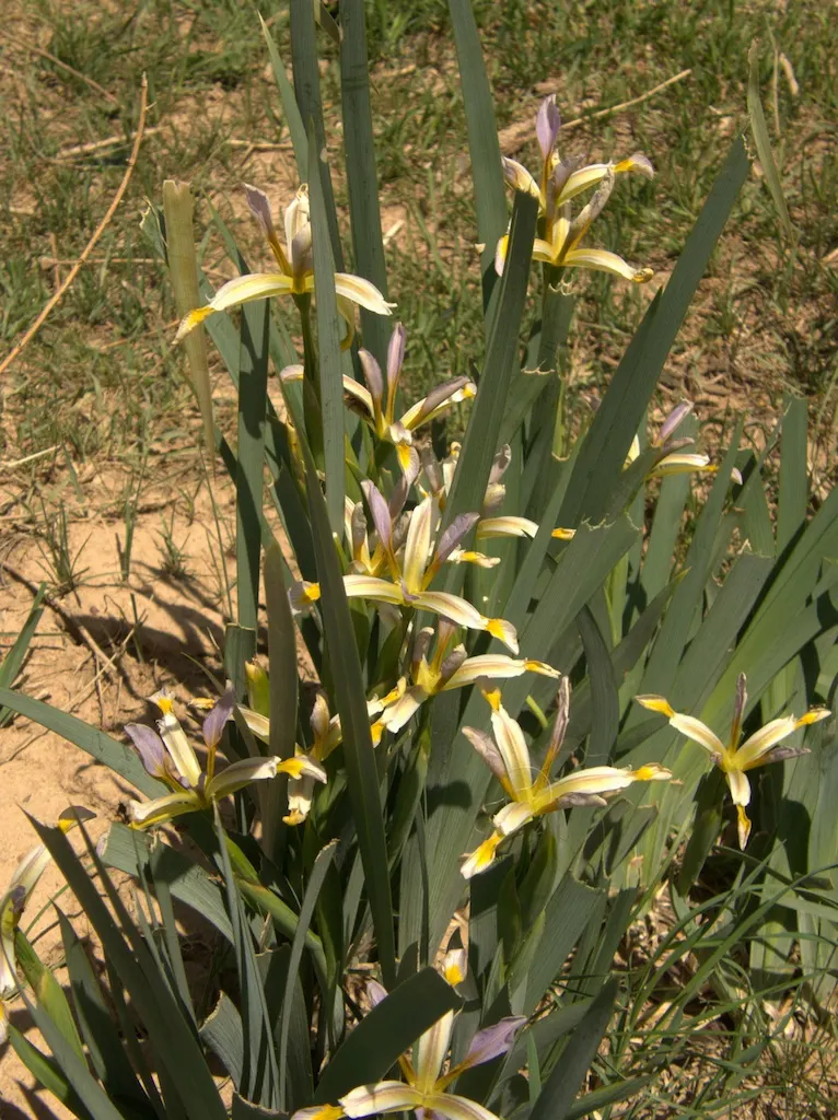 Spanish Iris (Iris Xiphium) — showy flowers that can span approximately 2 to 3 inches across; the bulbs should be planted at a depth of 4 to 5 inches in the