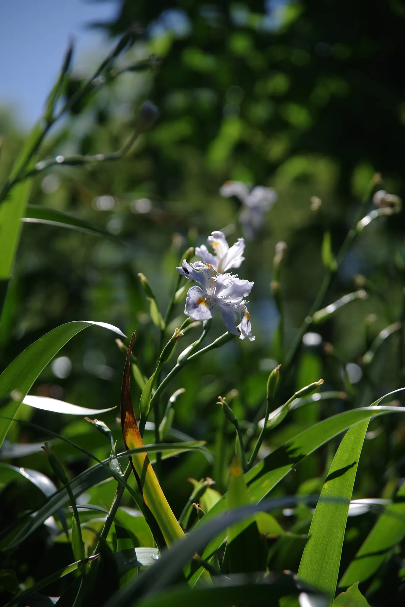 Spanish Iris (Iris Xiphium) — perennial for full or half; delighting clients with its seasonal beauty, image 90