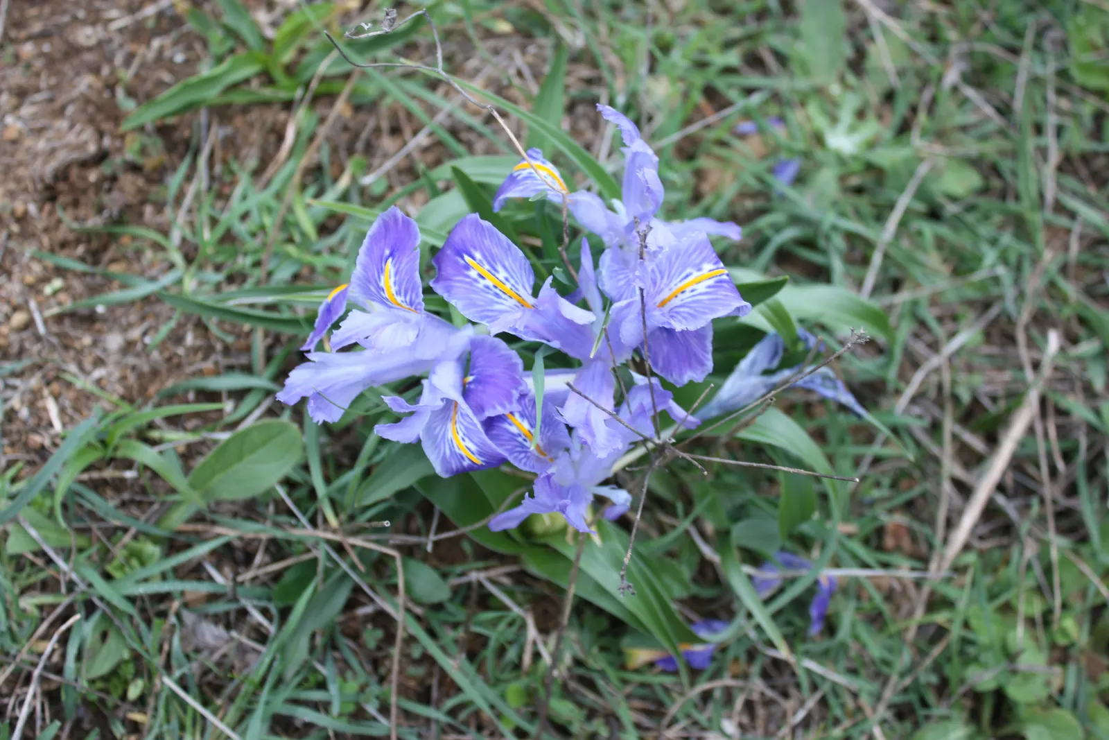 Spanish Iris (Iris Xiphium) — perennial with multi-colored and purple blooms; thus it fits well in xeriscaping designs or low-water regions