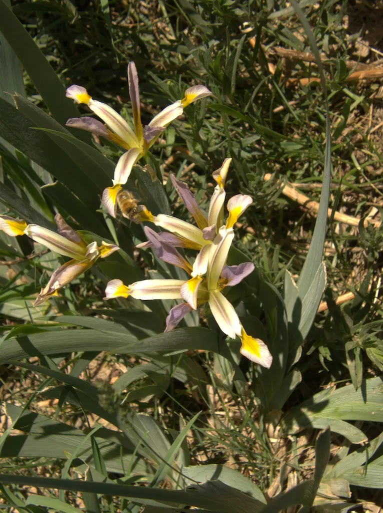 Spanish Iris (Iris Xiphium) — this perennial bulb requires minimal care once established; displaying hues of purple, blue, yellow, or white, each blossom has a