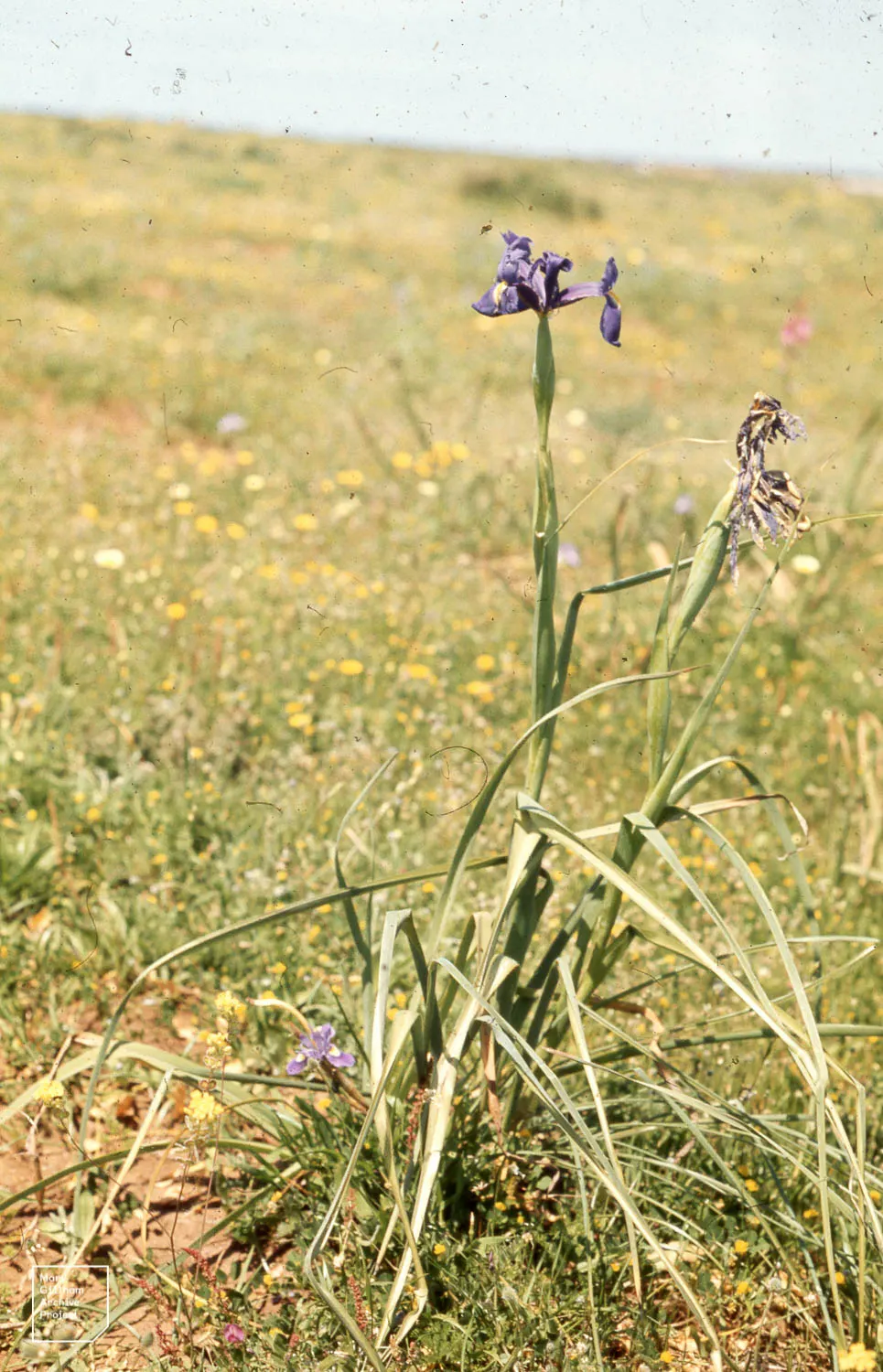 Spanish Iris (Iris Xiphium) — allowing a spacing of about 3 to 4 inches between each bulb to accommodate spread.<br><br>For optimal display; the, image 82