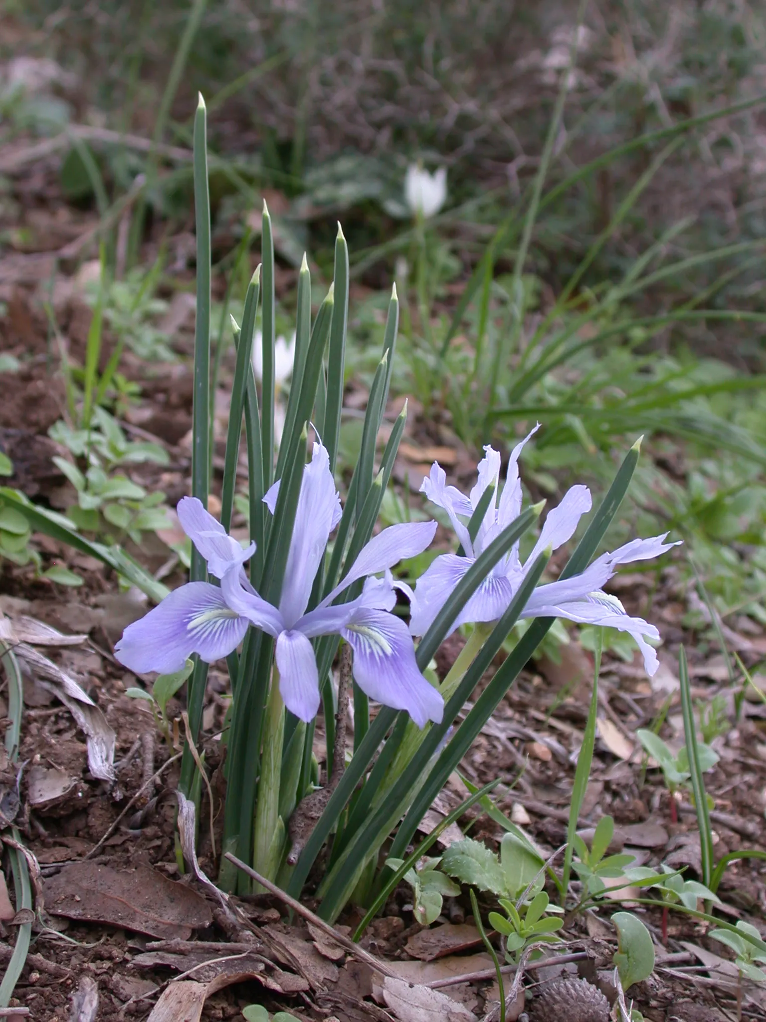 Spanish Iris (Iris Xiphium) — it's perfect for adding a splash of Mediterranean charm to beds and borders; allowing the plant to gather energy for, image 94