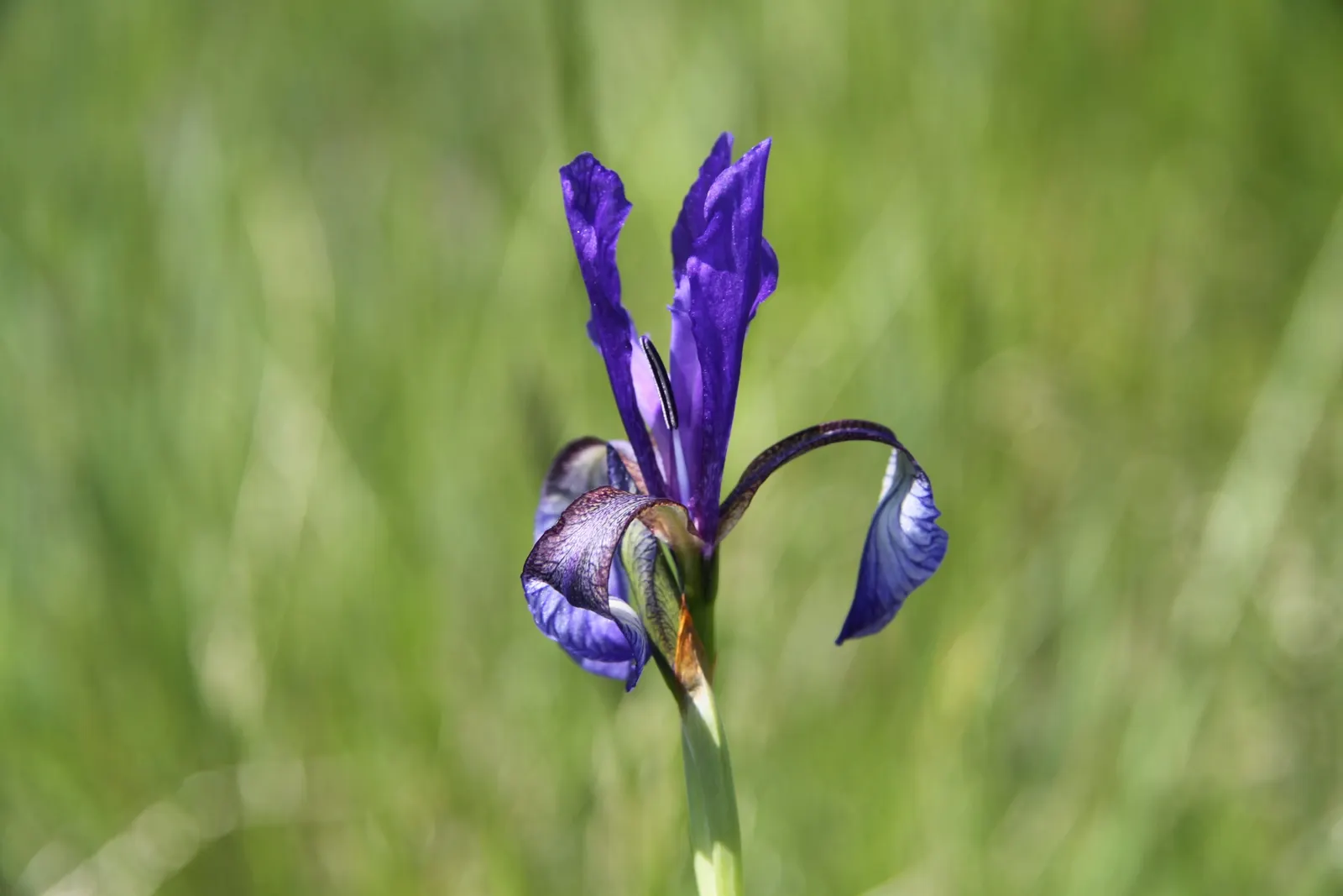 Spanish Iris (Iris Xiphium) — Native to Spain and Portugal; botanically known as Iris xiphium