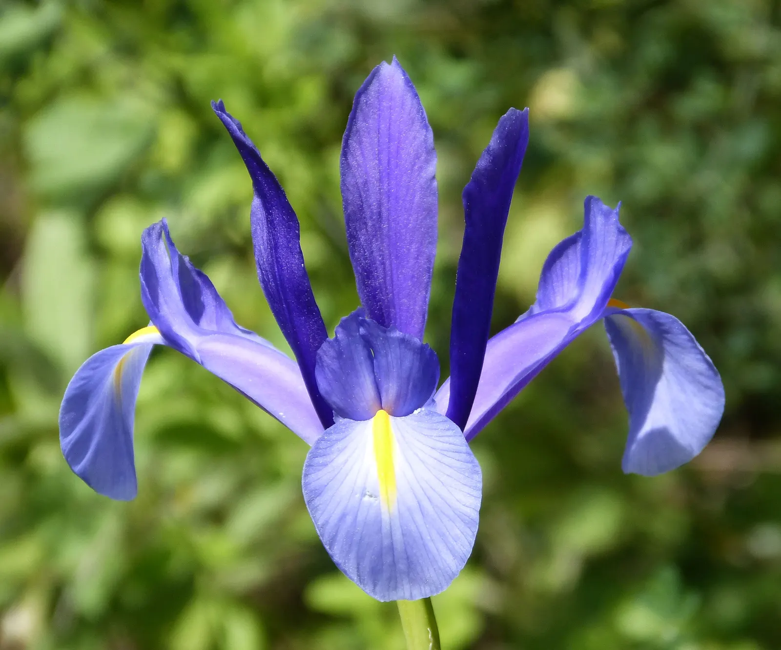 Spanish Iris (Iris Xiphium) — it's perfect for adding a splash of Mediterranean charm to beds and borders