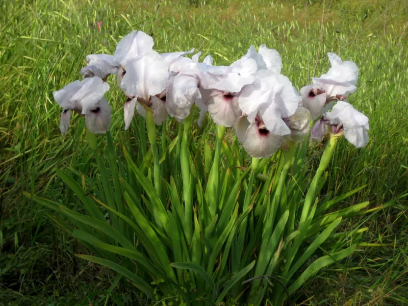 Spanish Iris (Iris Xiphium) — delighting clients with its seasonal beauty; offering a low-maintenance