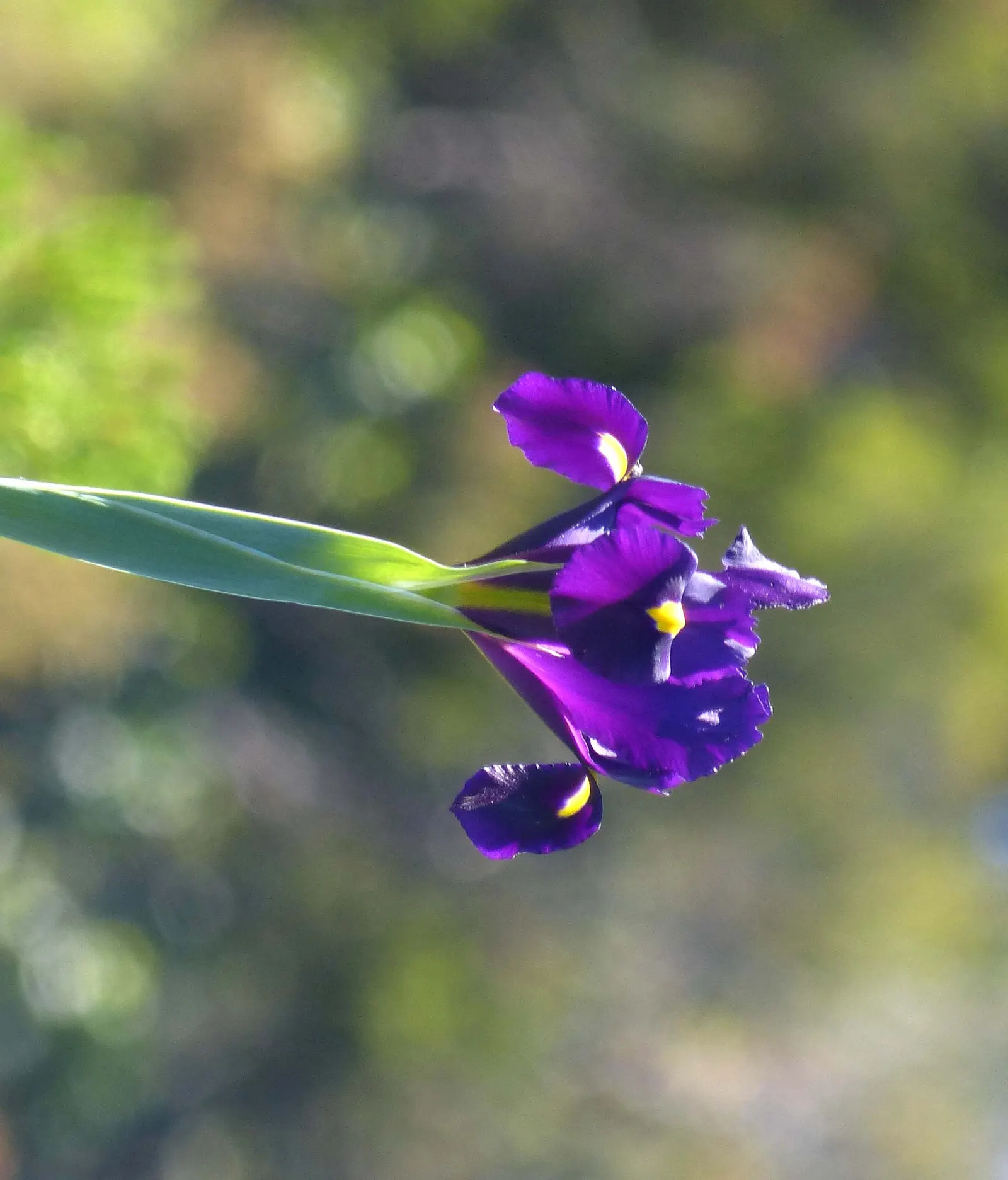 Spanish Iris (Iris Xiphium) — thriving in well-drained soils; thriving in full sun and well-drained soils