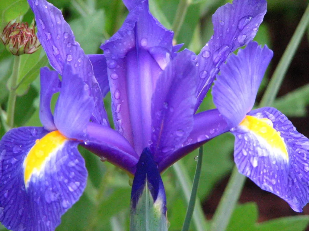Spanish Iris (Iris Xiphium) — Native to Spain and Portugal; botanically known as Iris xiphium, image 70