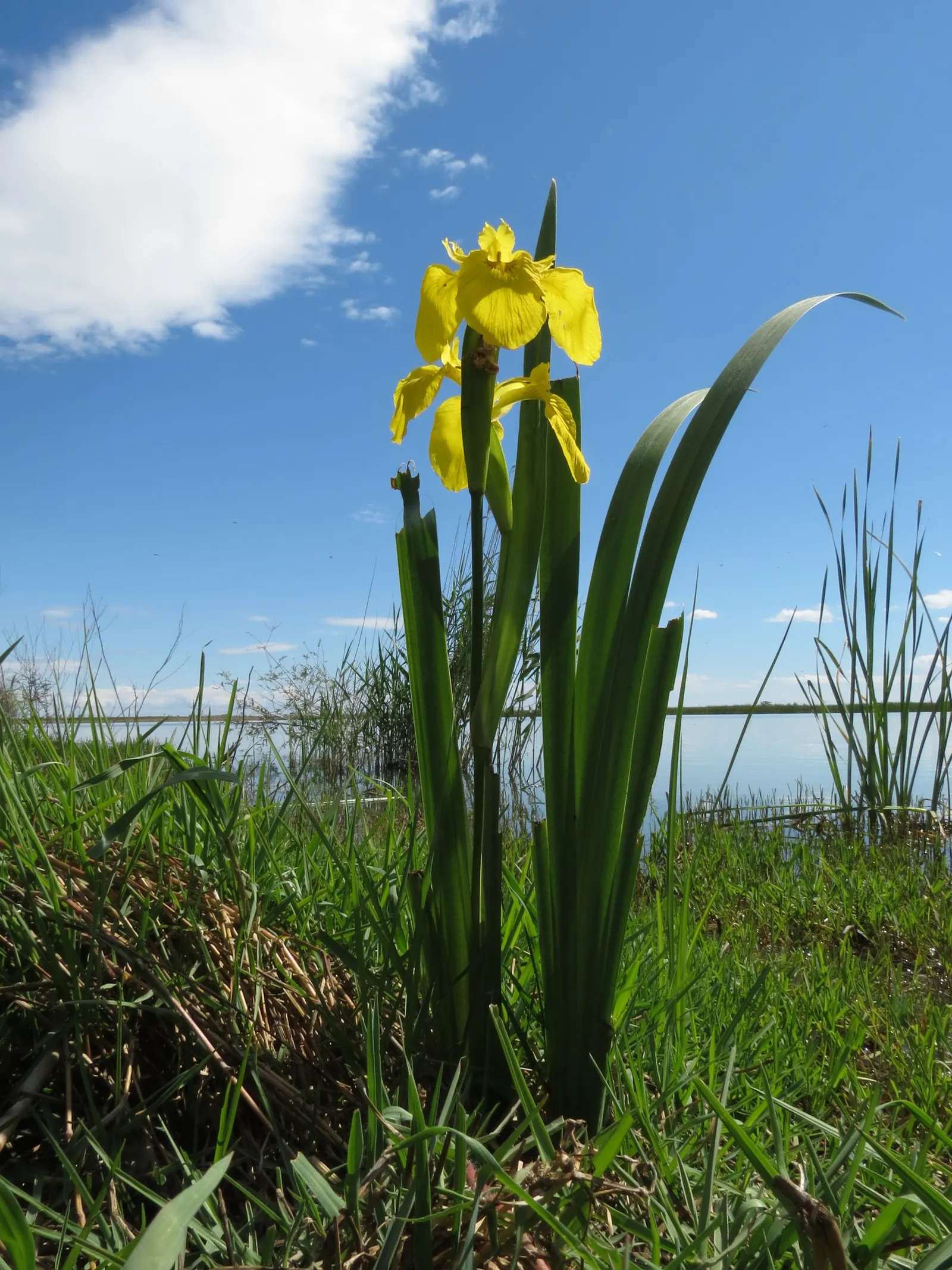 Spanish Iris (Iris Xiphium) — one should note that Iris xiphium prefers full sun to partial shade