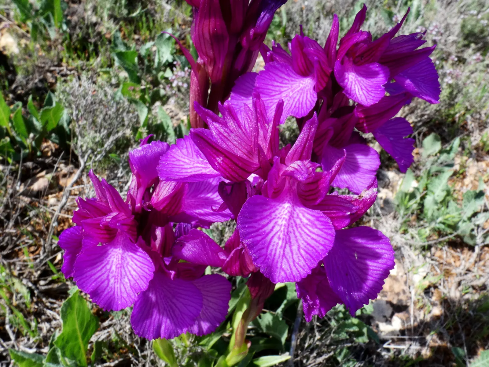 Spanish Iris (Iris Xiphium) — offering a low-maintenance