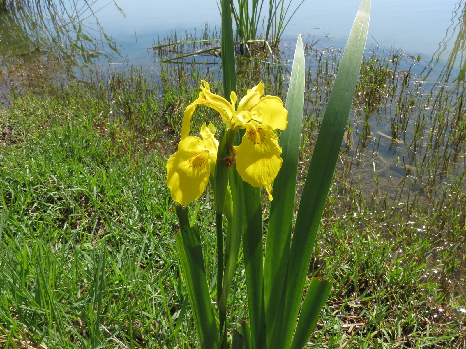 Spanish Iris (Iris Xiphium) — Displaying hues of purple, blue, yellow, or white, each blossom has a characteristic sword-like foliage; the Spanish Iris