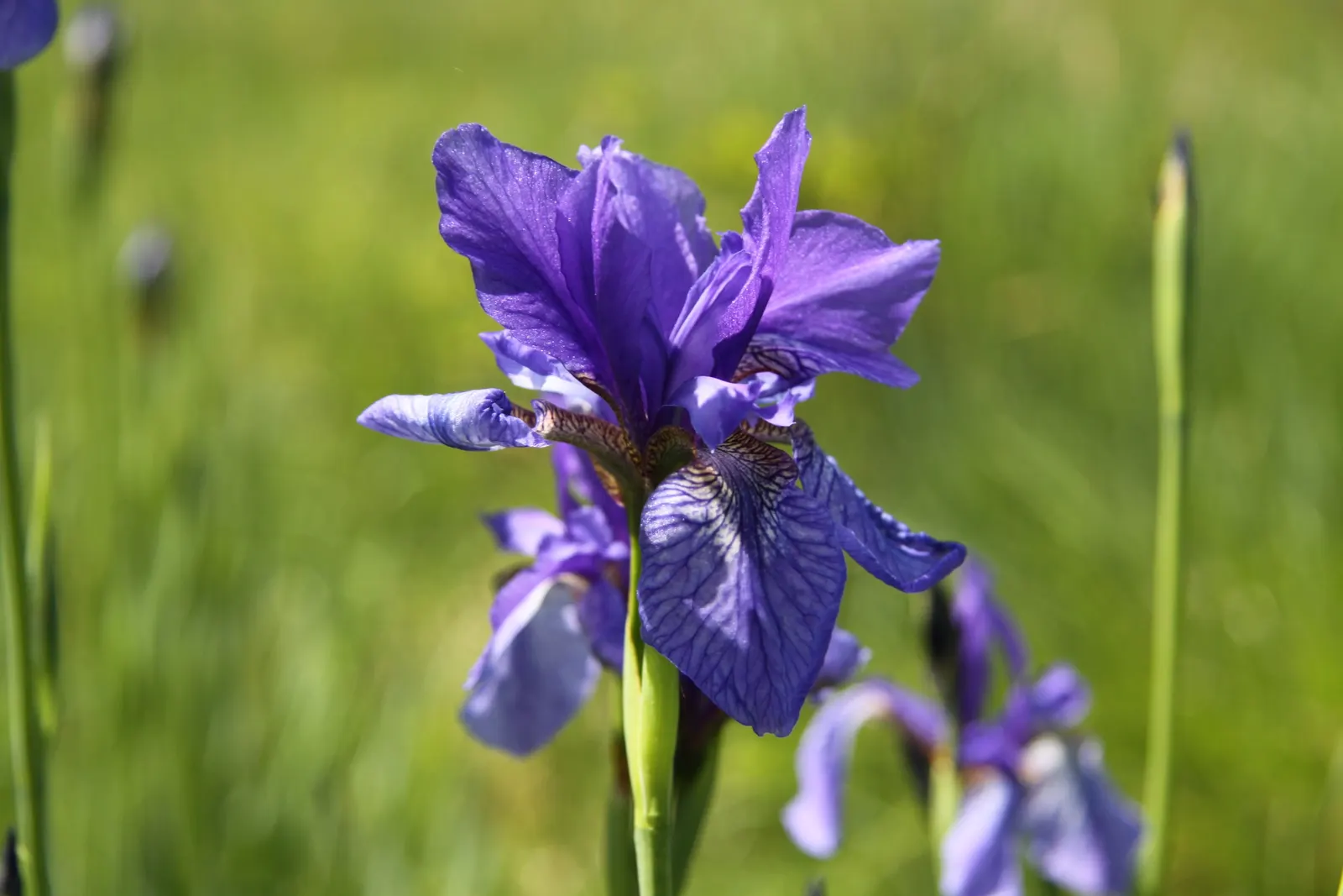 Spanish Iris (Iris Xiphium) — it's perfect for adding a splash of Mediterranean charm to beds and borders; allowing the plant to gather energy for the next