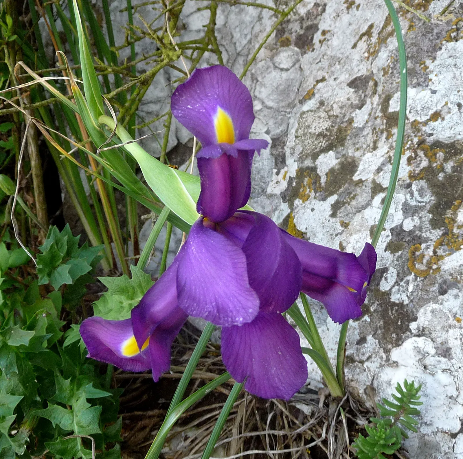 Spanish Iris (Iris Xiphium) — allowing the plant to gather energy for the next growing season; allowing a spacing of about 3 to 4 inches between each bulb to