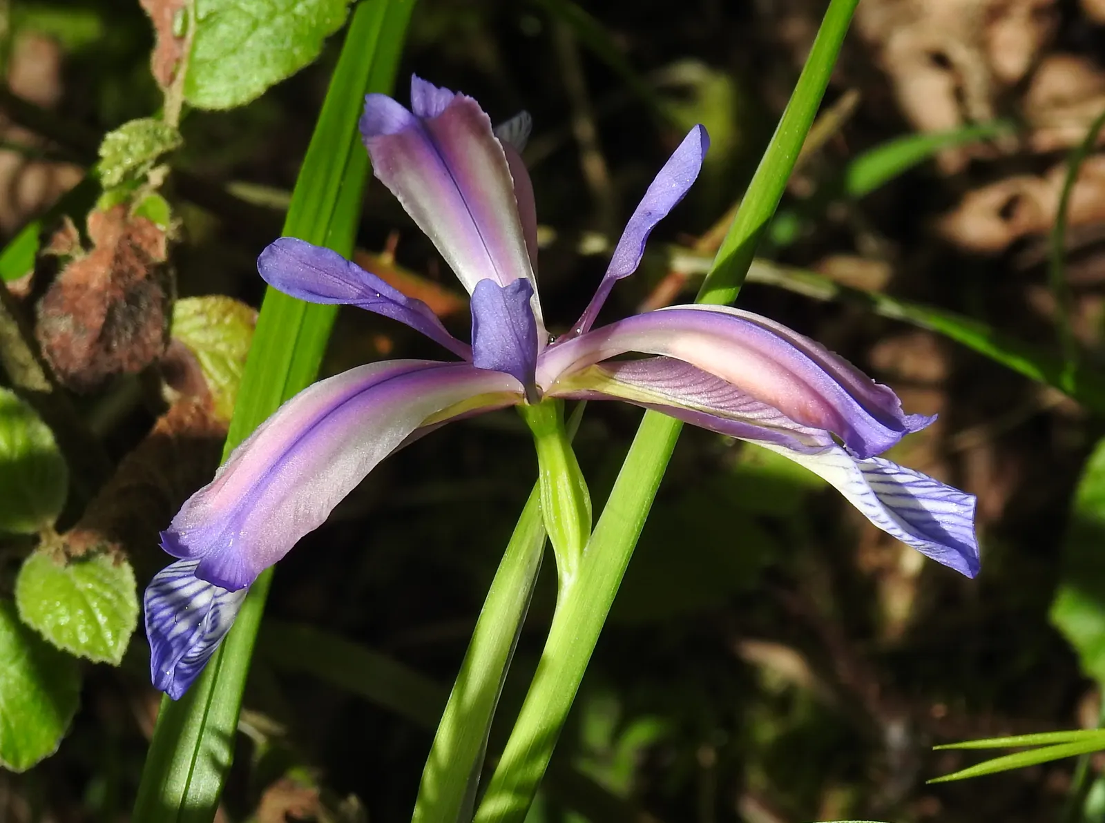 Spanish Iris (Iris Xiphium) — The bulbs should be planted at a depth of 4 to 5 inches in the fall; foliage should be left to die back naturally, image 81