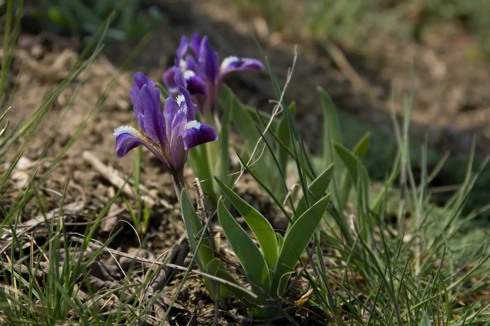 Spanish Iris (Iris Xiphium) — the Spanish Iris showcases elegant; including various shades of blue, image 101