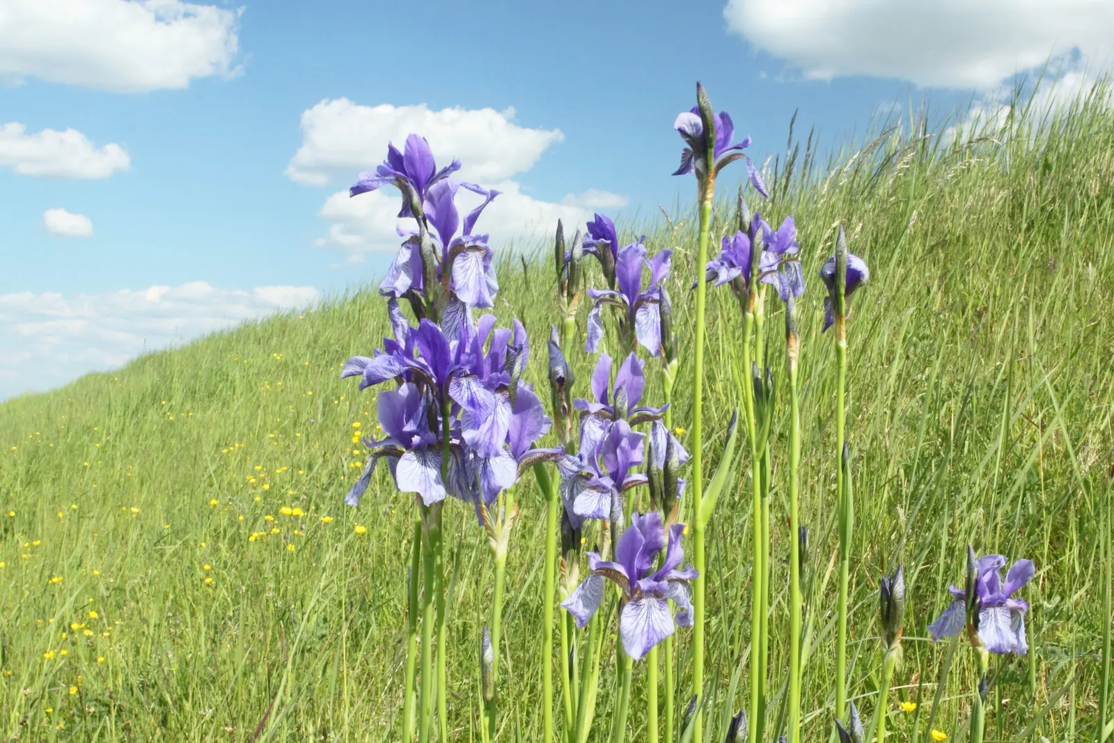 Spanish Iris (Iris Xiphium) — multi-colored and purple flowers in the garden; these blossoms come in a vibrant palette of colors