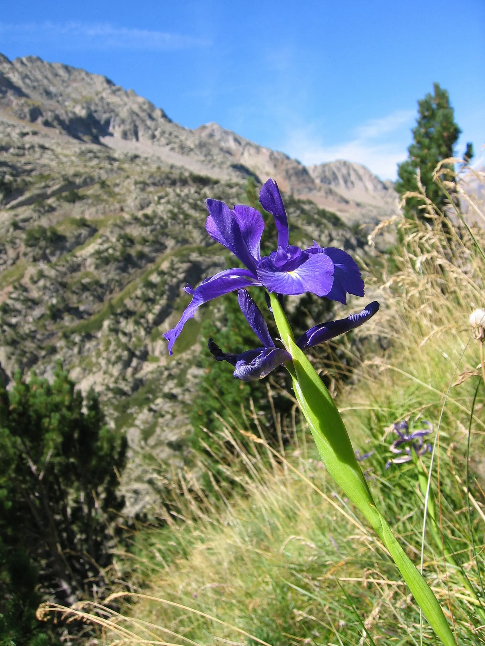 Spanish Iris (Iris Xiphium) — Displaying hues of purple, blue, yellow, or white, each blossom has a characteristic sword-like foliage; the Spanish, image 62