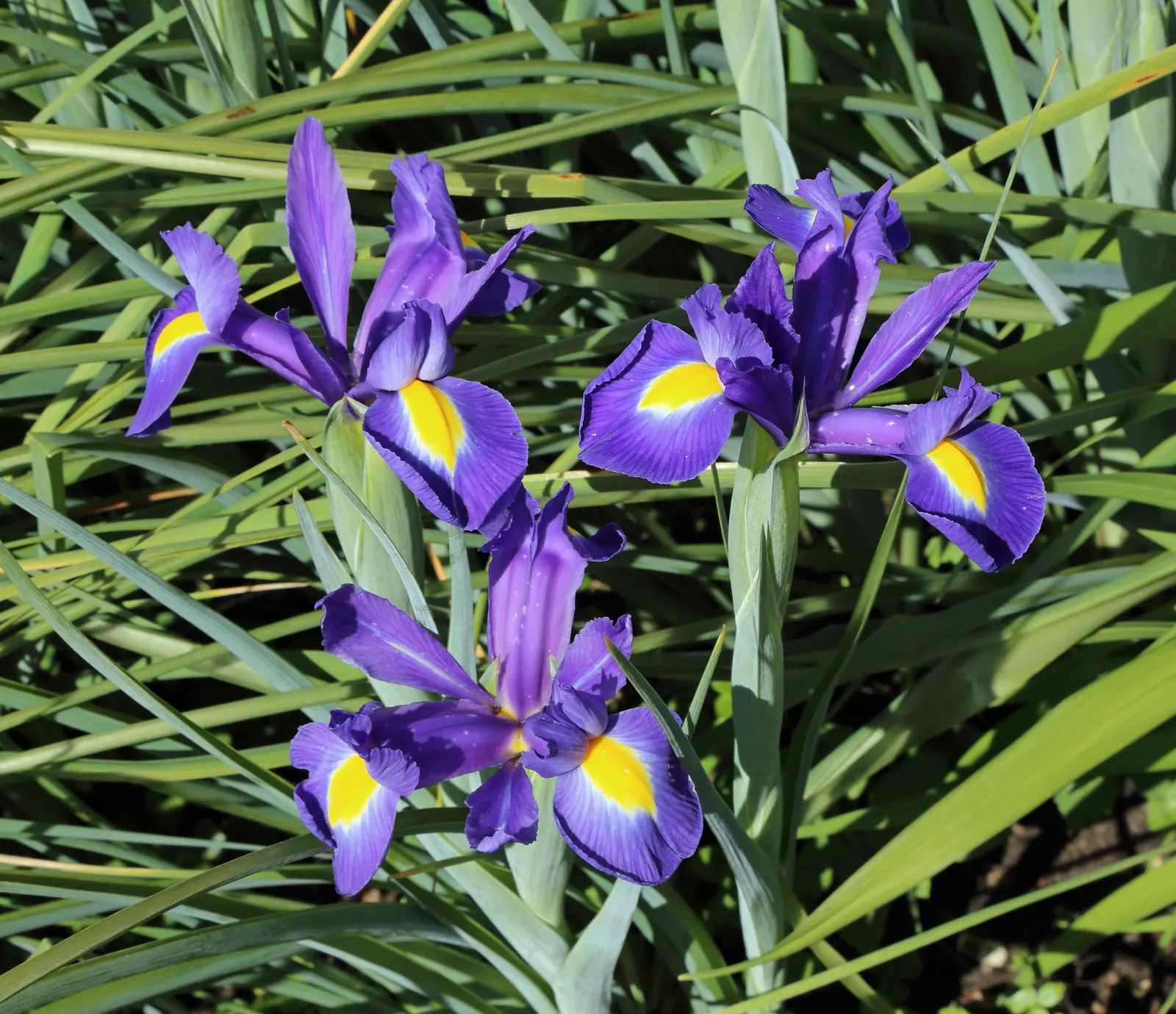 Spanish Iris (Iris Xiphium) — including various shades of blue