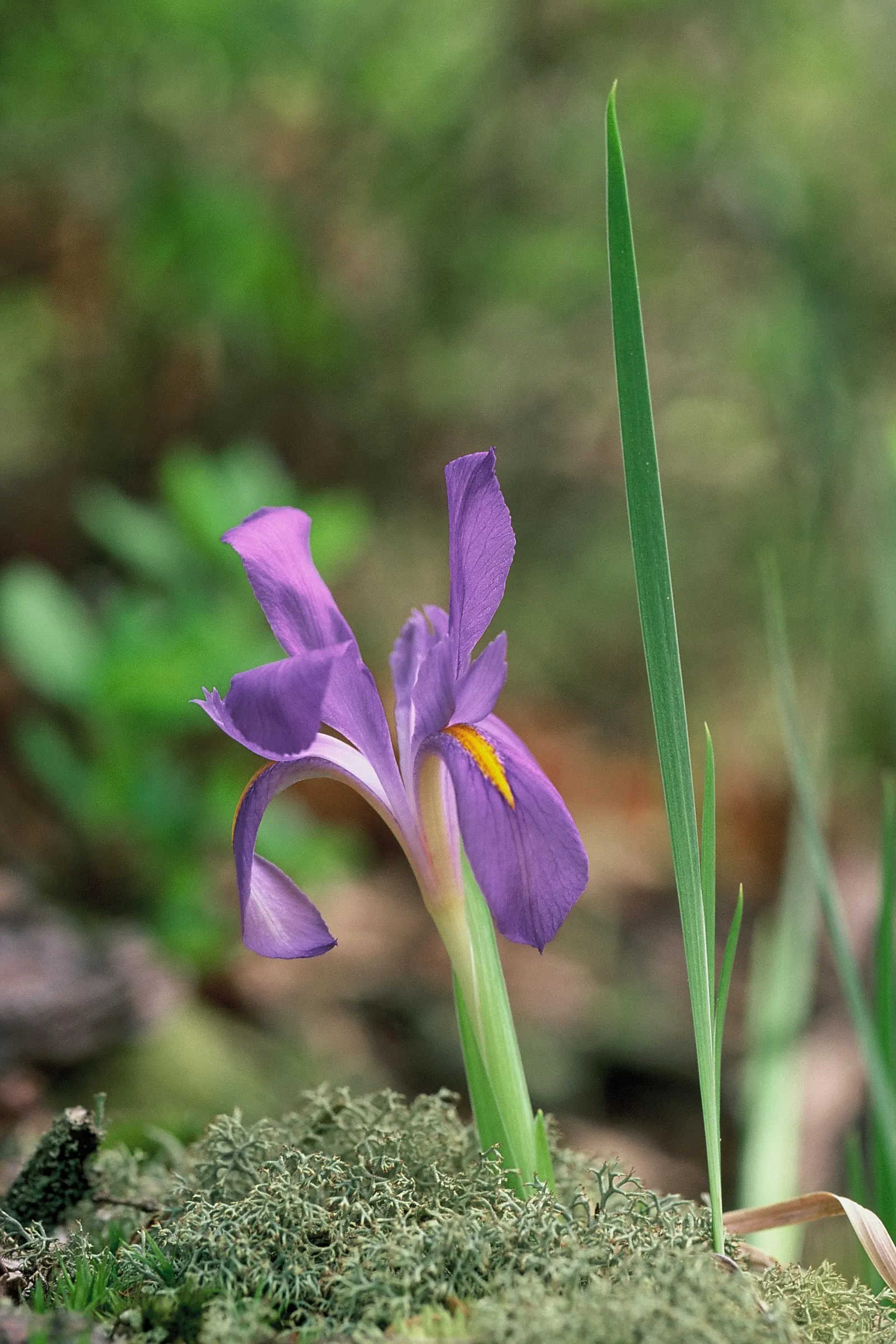 Spanish Iris (Iris Xiphium) — one should note that Iris xiphium prefers full sun to partial shade; implementing the Spanish Iris can provide a, image 77