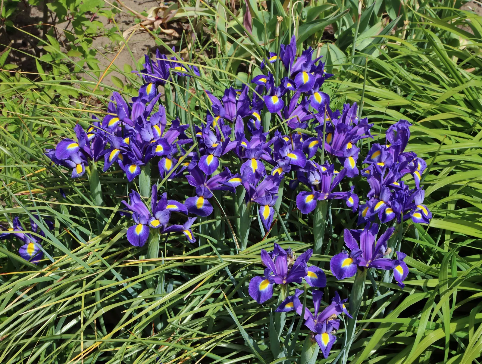 Spanish Iris (Iris Xiphium) — allowing the plant to gather energy for the next growing season
