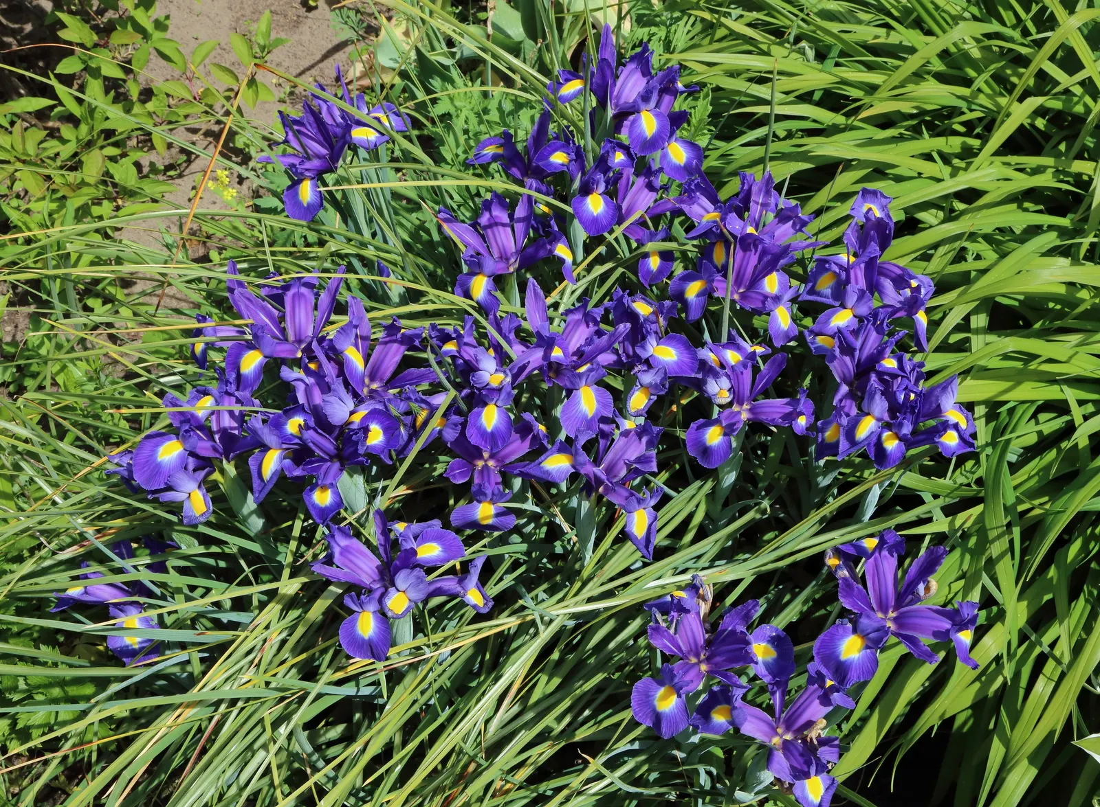 Spanish Iris (Iris Xiphium) — Native to Spain and Portugal