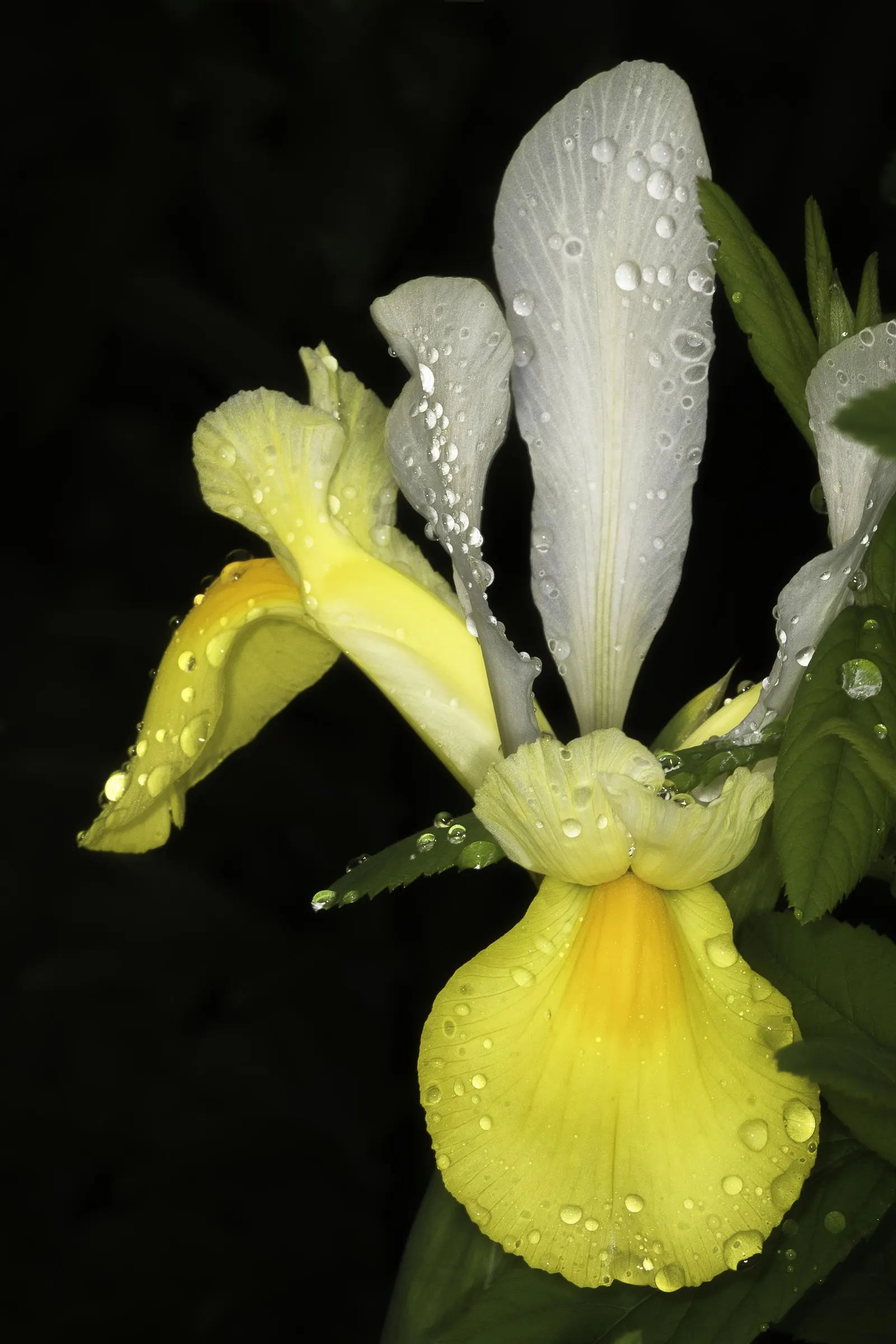 Spanish Iris (Iris Xiphium) — Its drought-tolerant nature once established minimizes the need for frequent watering; native to Spain and Portugal