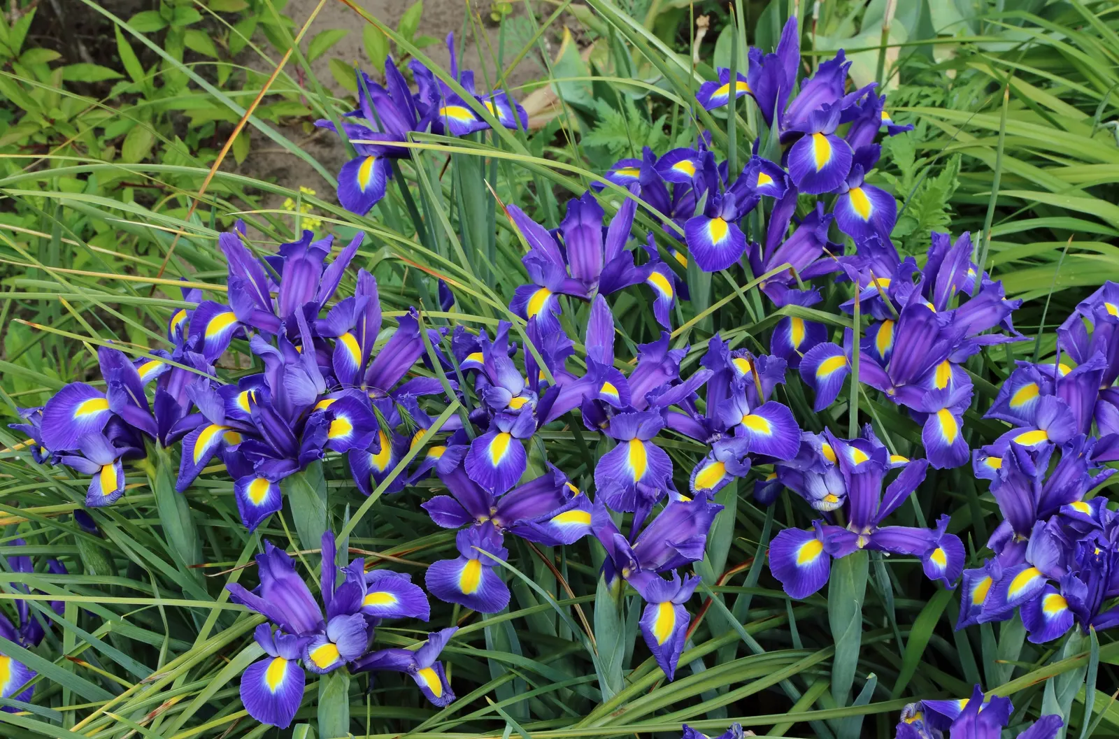 Spanish Iris (Iris Xiphium) — The Spanish Iris (Iris xiphium), standing 18-24 inches tall, is prized for its vibrant, orchid-like flowers; it's, image 91