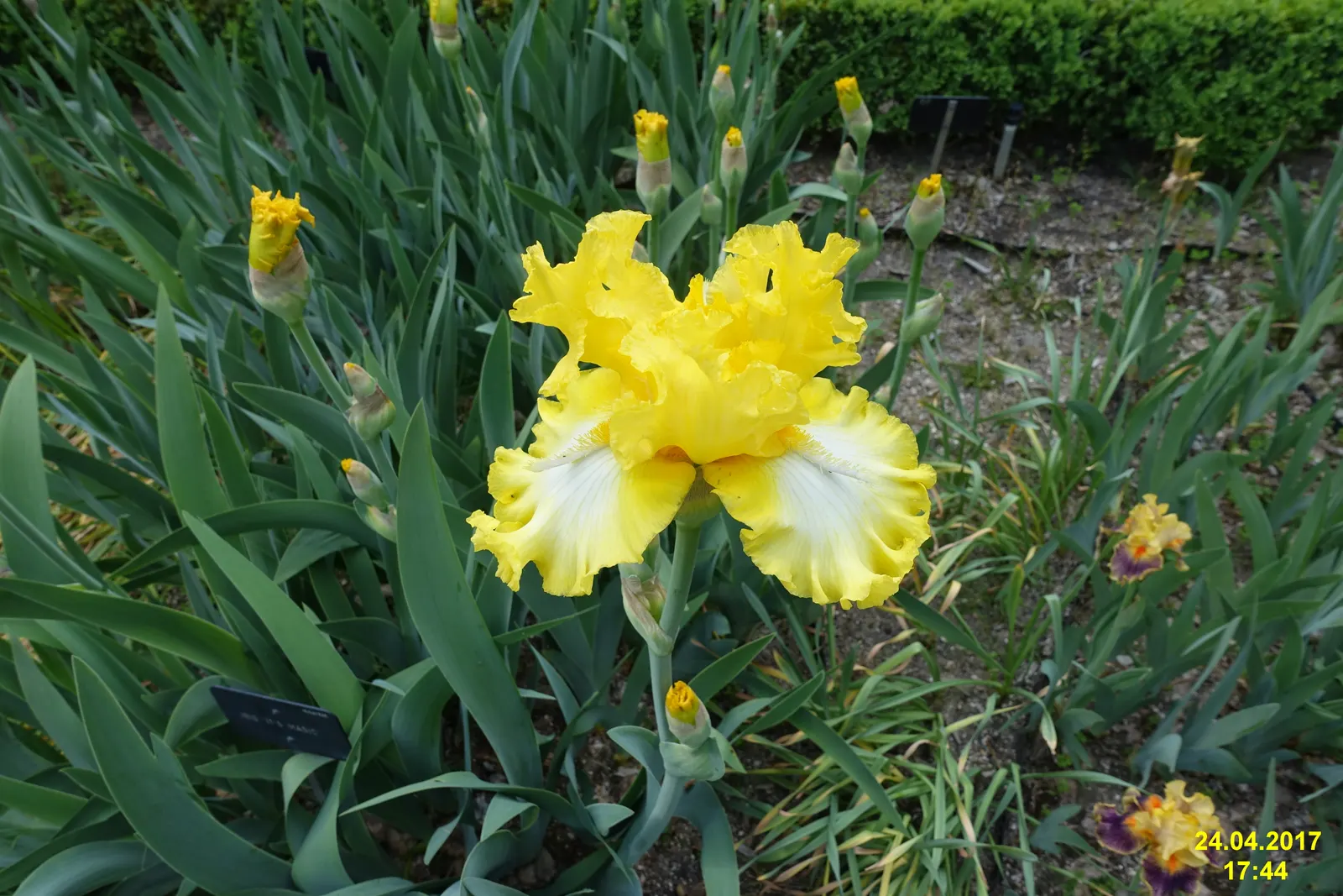 Spanish Iris (Iris Xiphium) — thus it fits well in xeriscaping designs or low-water regions