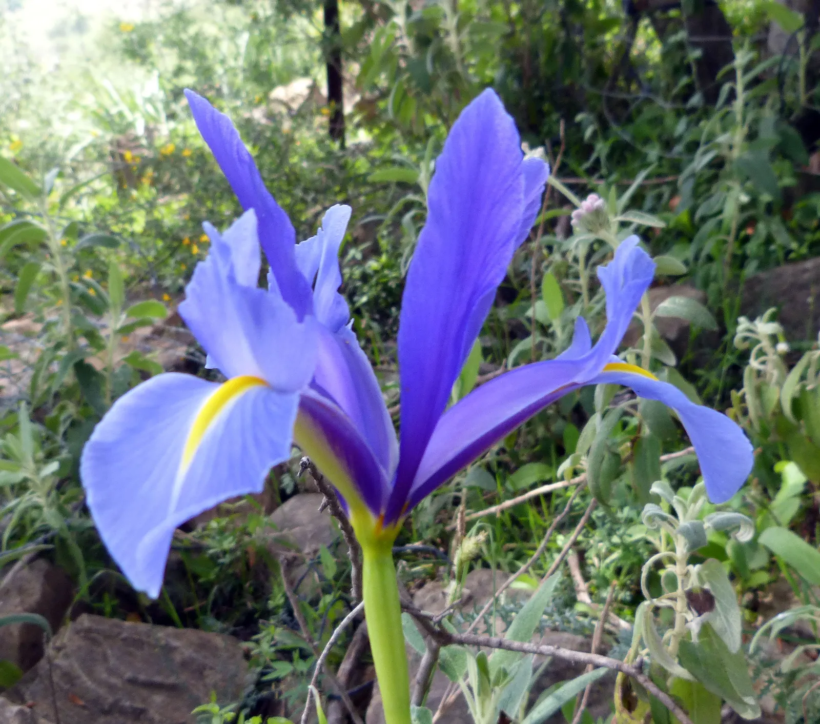 Spanish Iris (Iris Xiphium) — often with intricate veining or markings; showy flowers that can span approximately 2 to 3 inches across, image 75