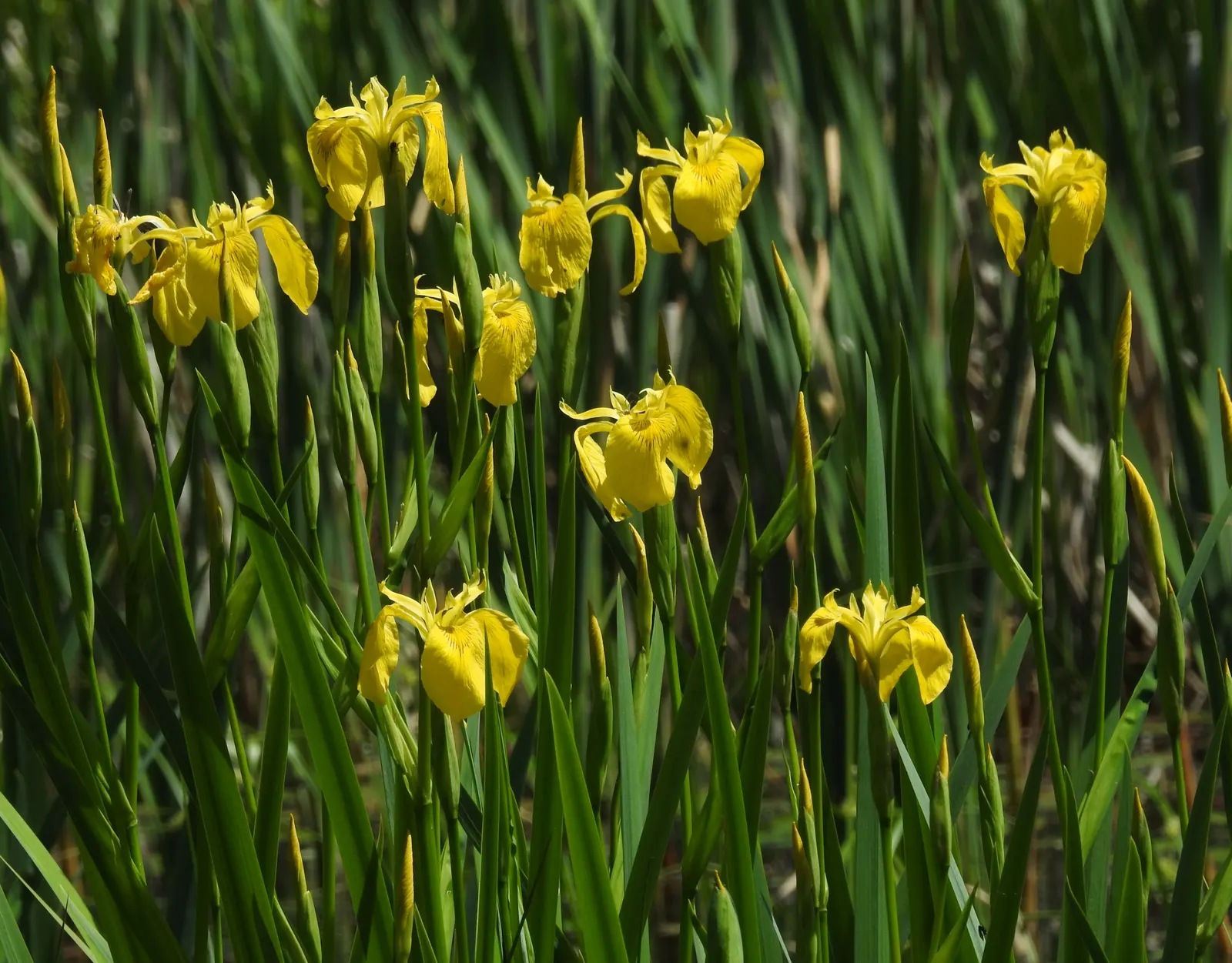 Spanish Iris (Iris Xiphium) — is a bulbous perennial renowned for its striking blooms and ease of care; they also work beautifully when, image 98