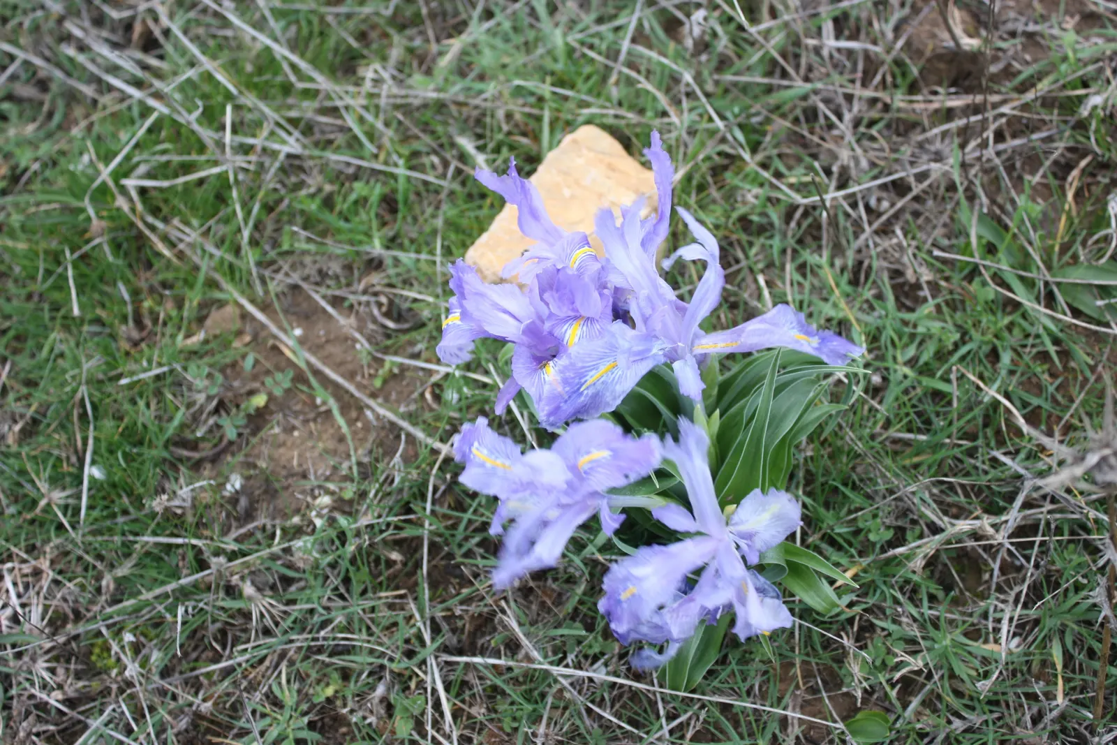 Spanish Iris (Iris Xiphium) — is a bulbous perennial renowned for its striking blooms and ease of care; they also work beautifully when, image 68