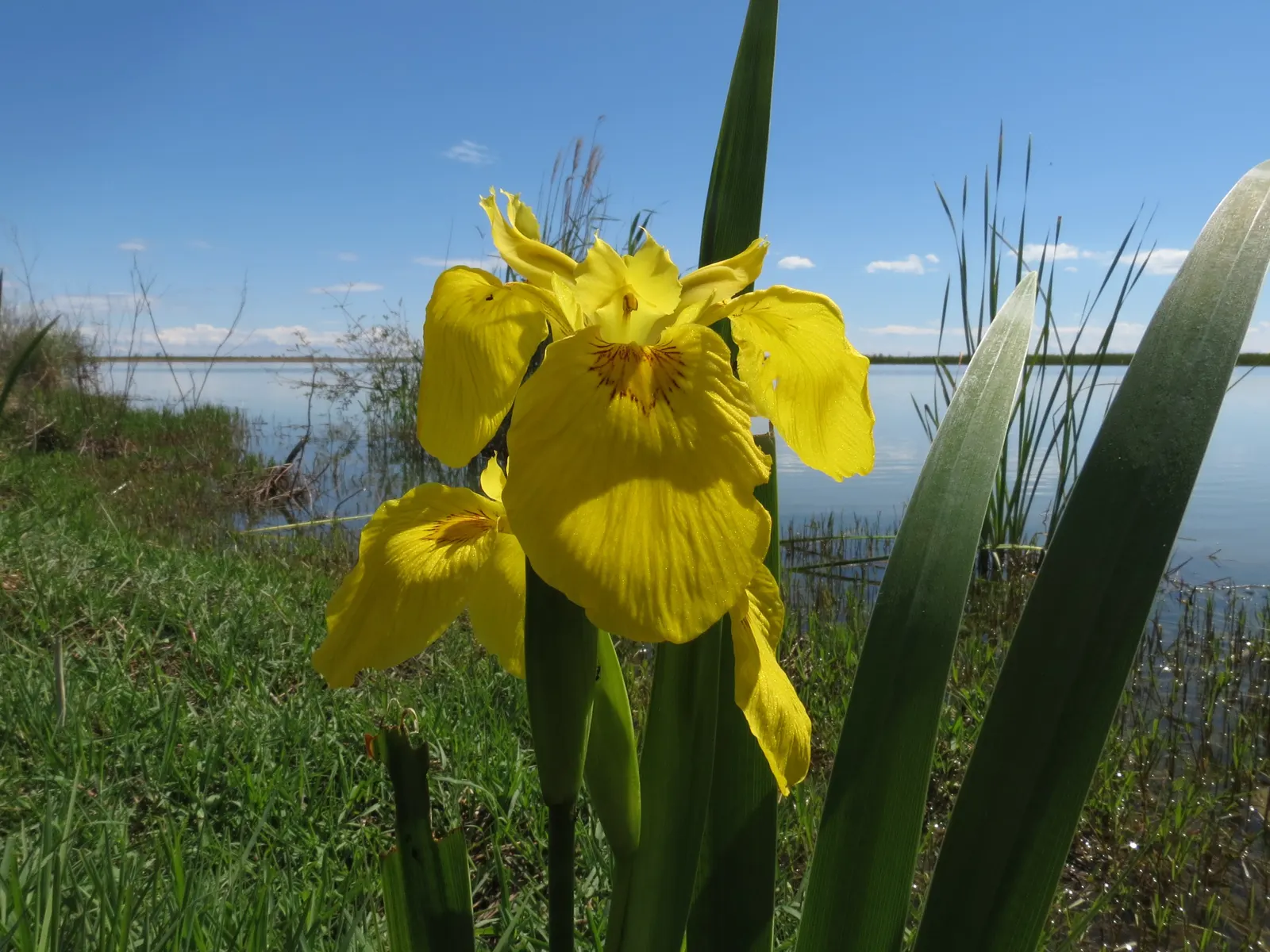 Spanish Iris (Iris Xiphium) — this perennial bulb requires minimal care once established