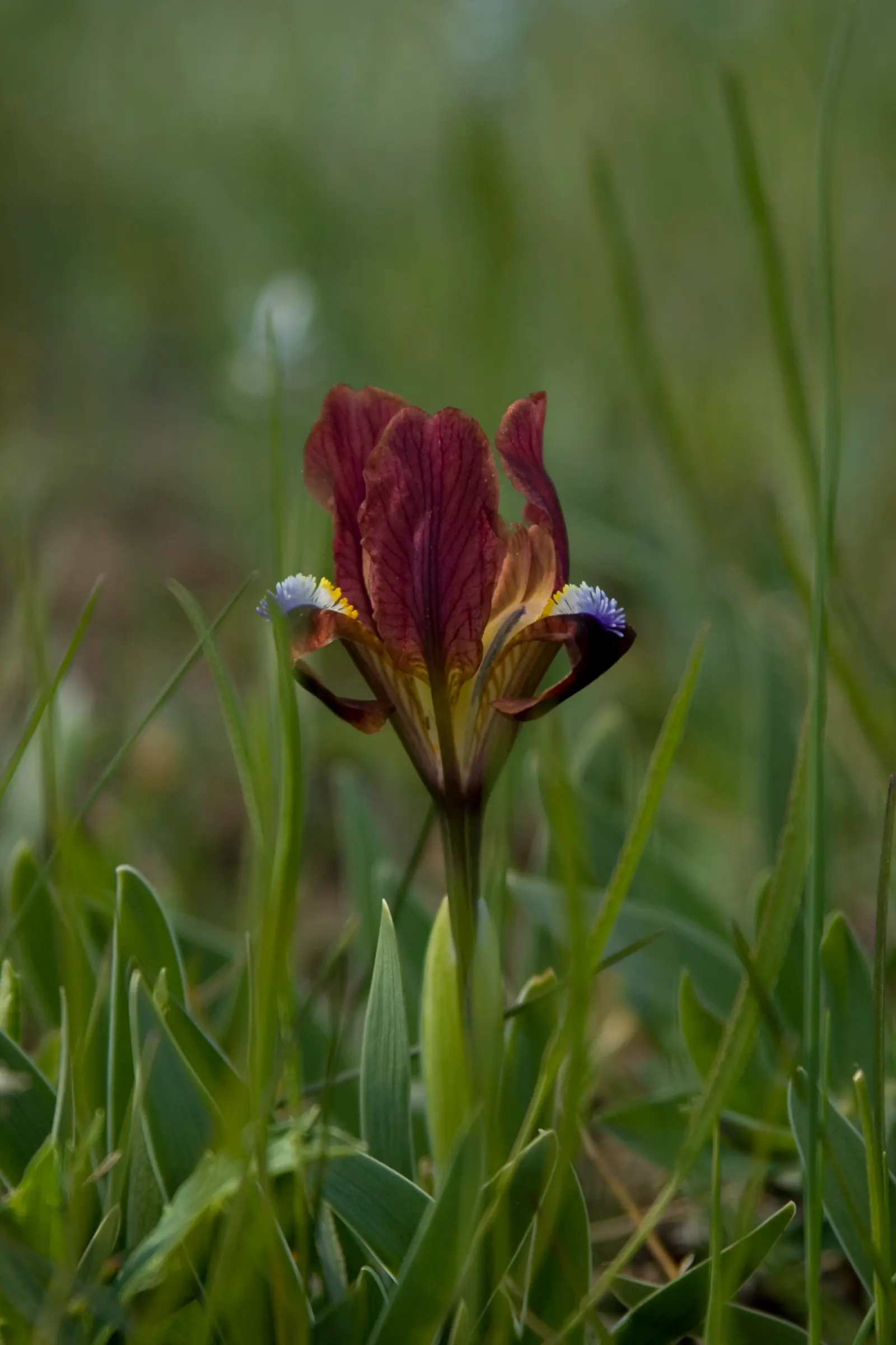 Spanish Iris (Iris Xiphium) — multi-colored and purple flowers in the garden