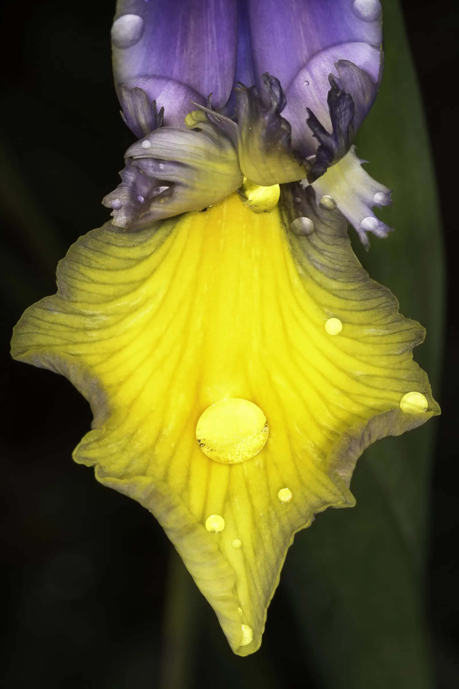 Spanish Iris (Iris Xiphium) — These blossoms come in a vibrant palette of colors; multi-colored and purple flowers in the garden
