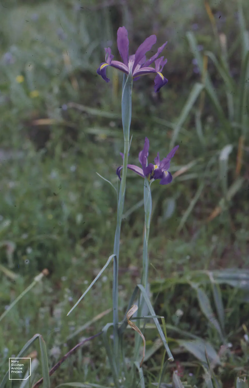 Spanish Iris (Iris Xiphium) — Native to Spain and Portugal; botanically known as Iris xiphium, image 100