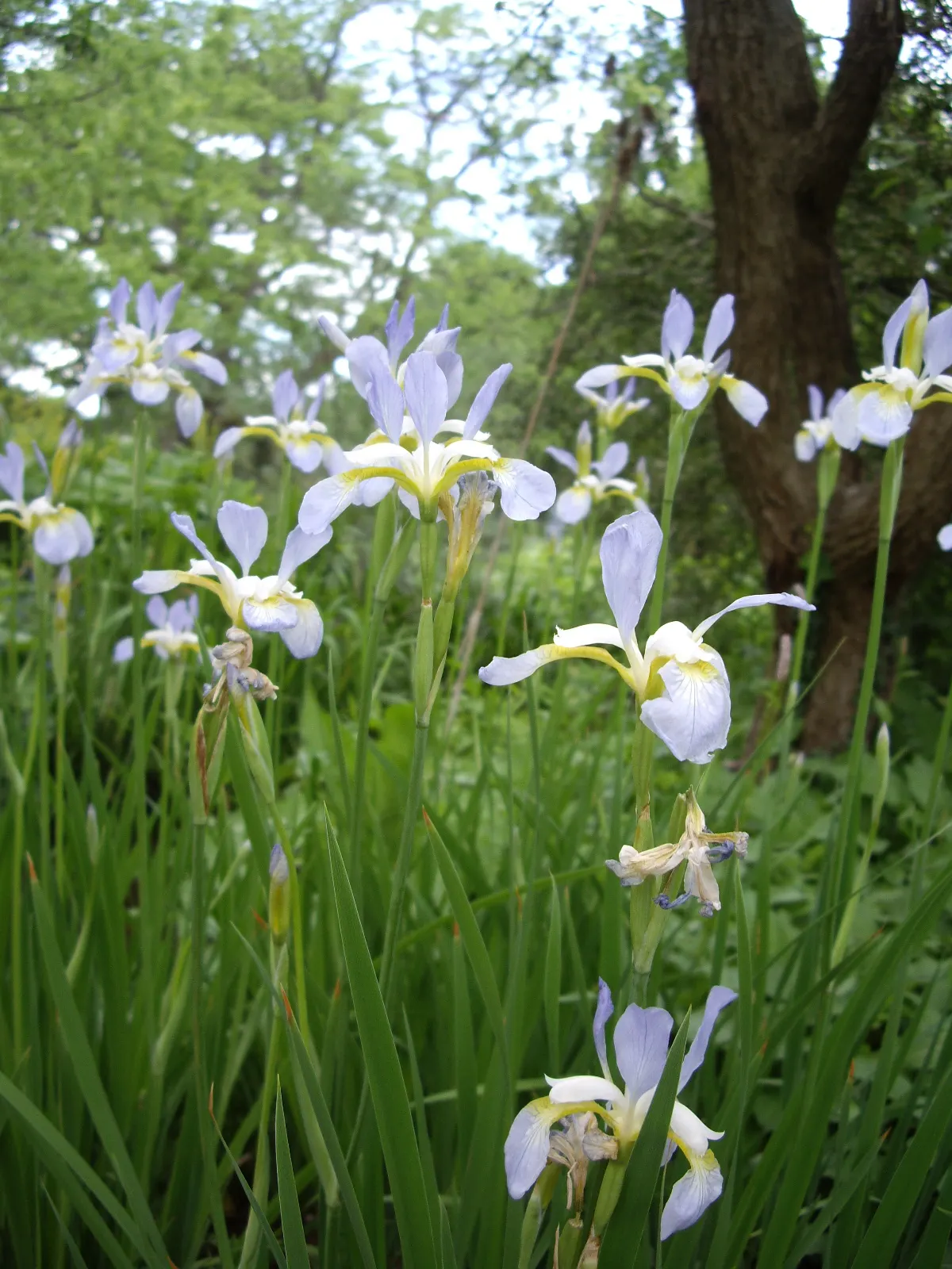 Spanish Iris (Iris Xiphium) — Thriving in full sun and well-drained soils; thriving in well-drained soils, image 93