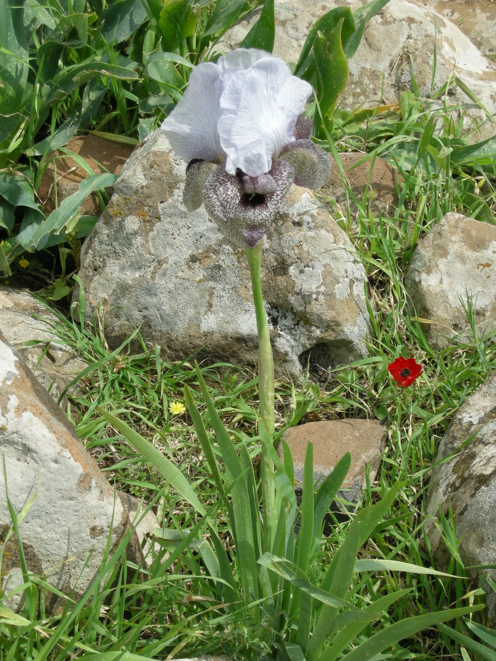 Spanish Iris (Iris Xiphium) — offering a low-maintenance; making it a captivating addition to any landscape design, image 96