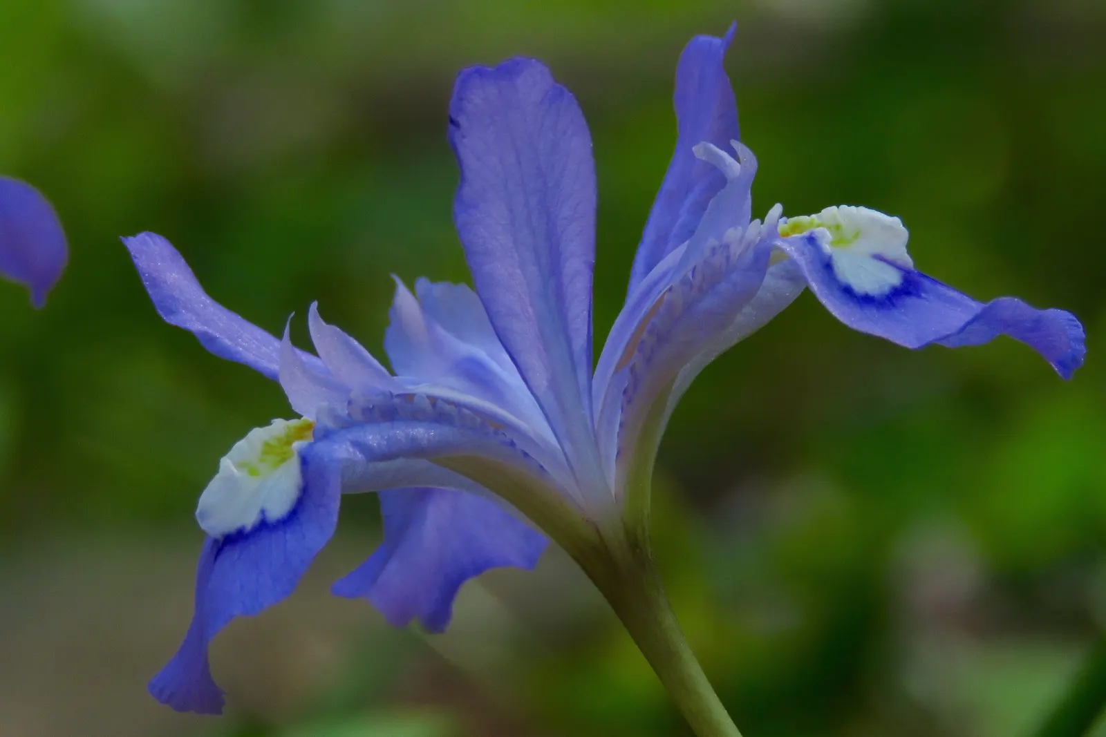 Spanish Iris (Iris Xiphium) — botanically known as Iris xiphium; which are very attractive to pollinators such as bees and butterflies.<br><br>As a landscape