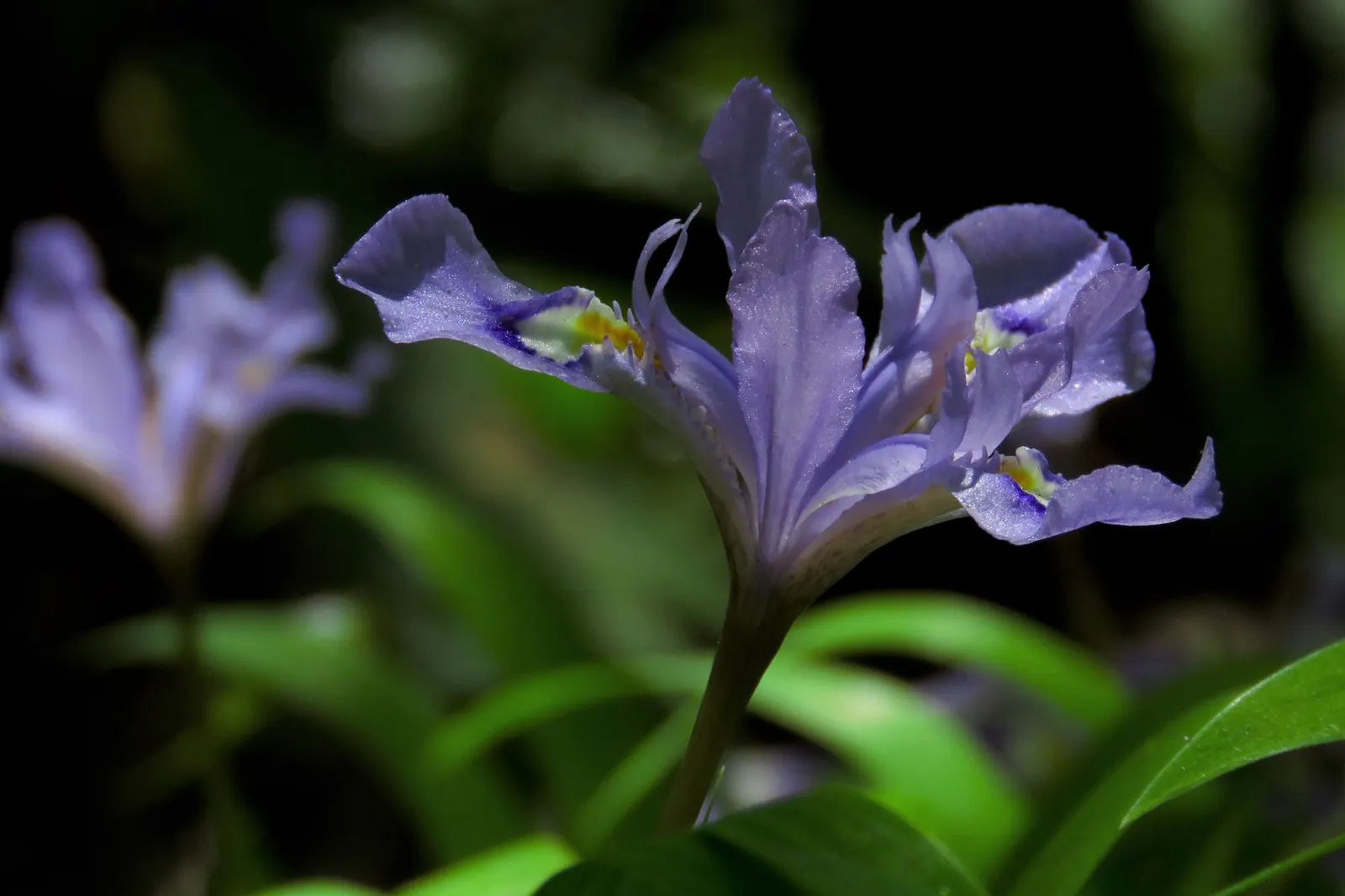 Spanish Iris (Iris Xiphium) — Displaying hues of purple, blue, yellow, or white, each blossom has a characteristic sword-like foliage