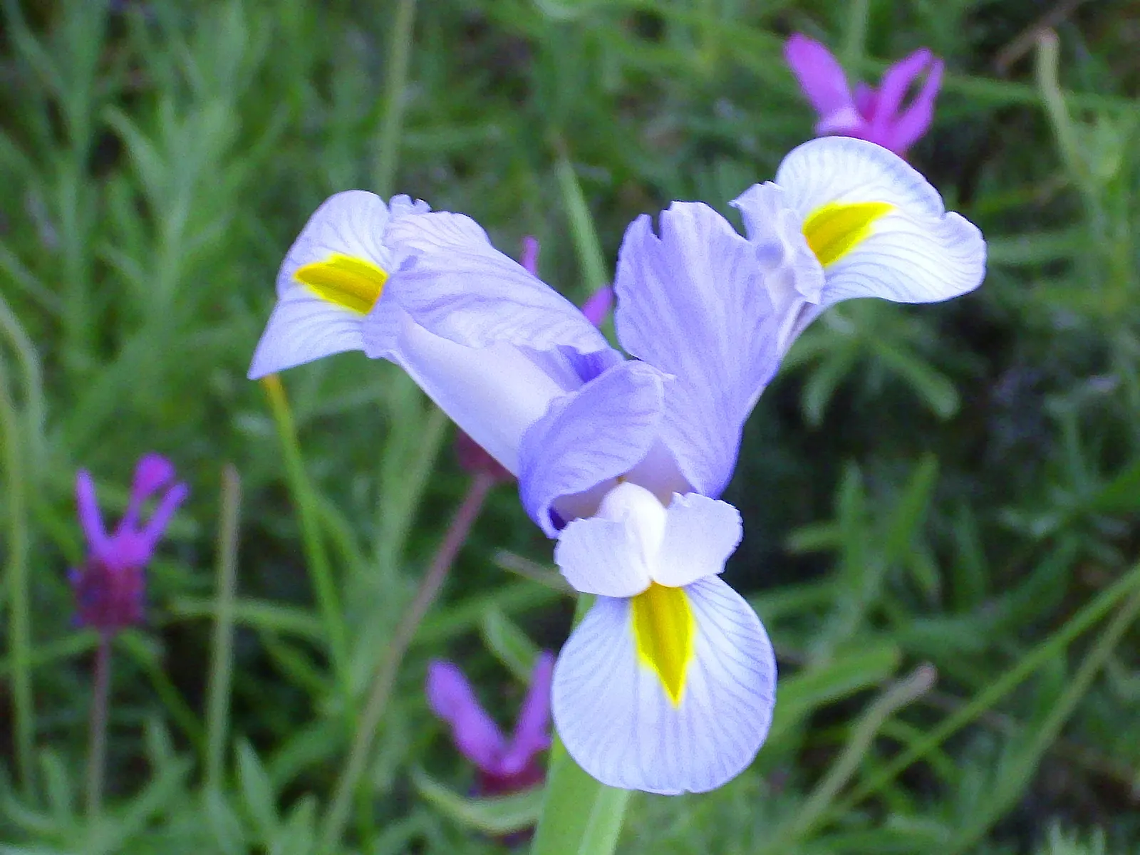 Spanish Iris (Iris Xiphium) — Its drought-tolerant nature once established minimizes the need for frequent watering; native to Spain and Portugal, image 79