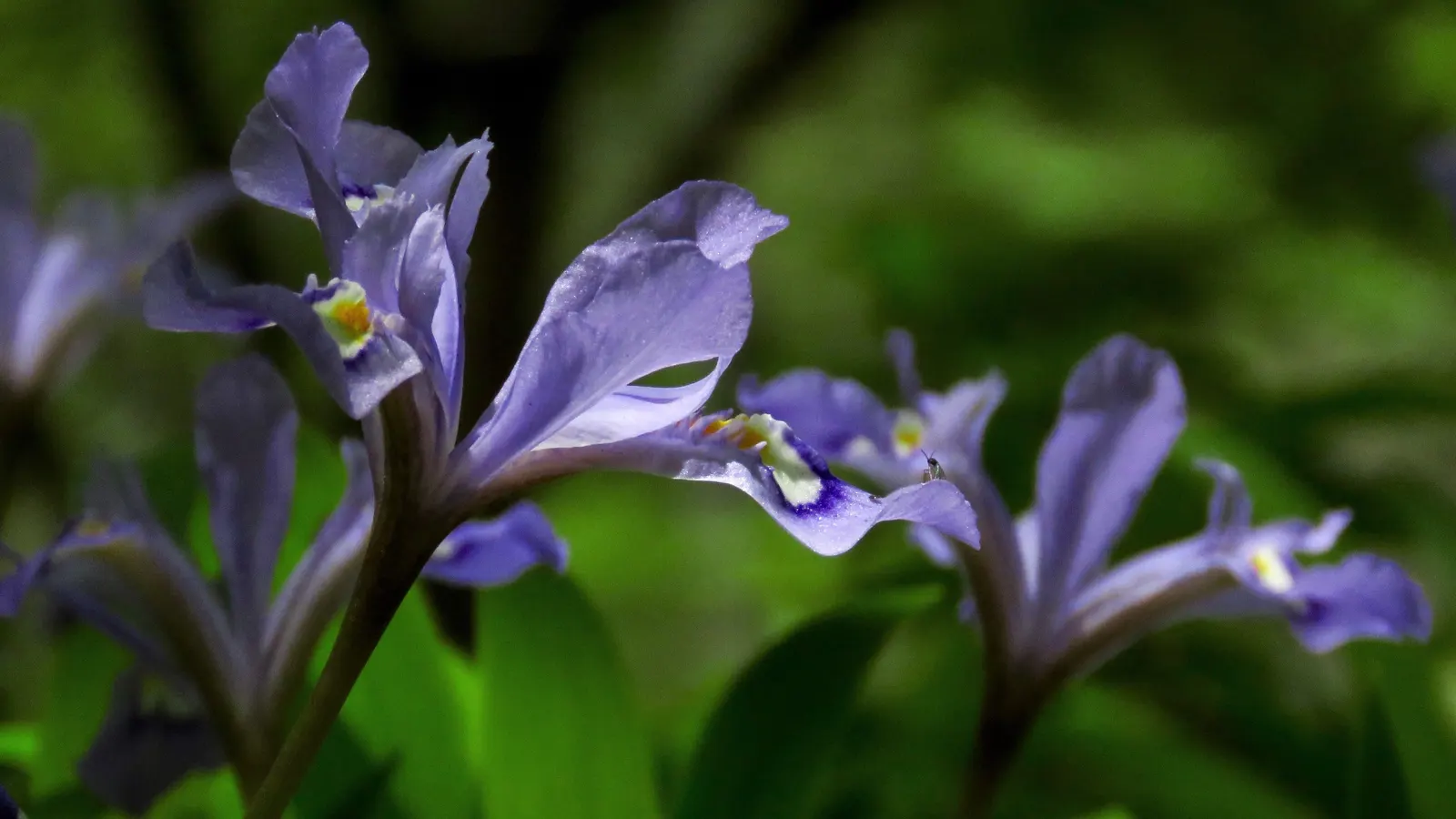 Spanish Iris (Iris Xiphium) — one should note that Iris xiphium prefers full sun to partial shade; implementing the Spanish Iris can provide a low-maintenance